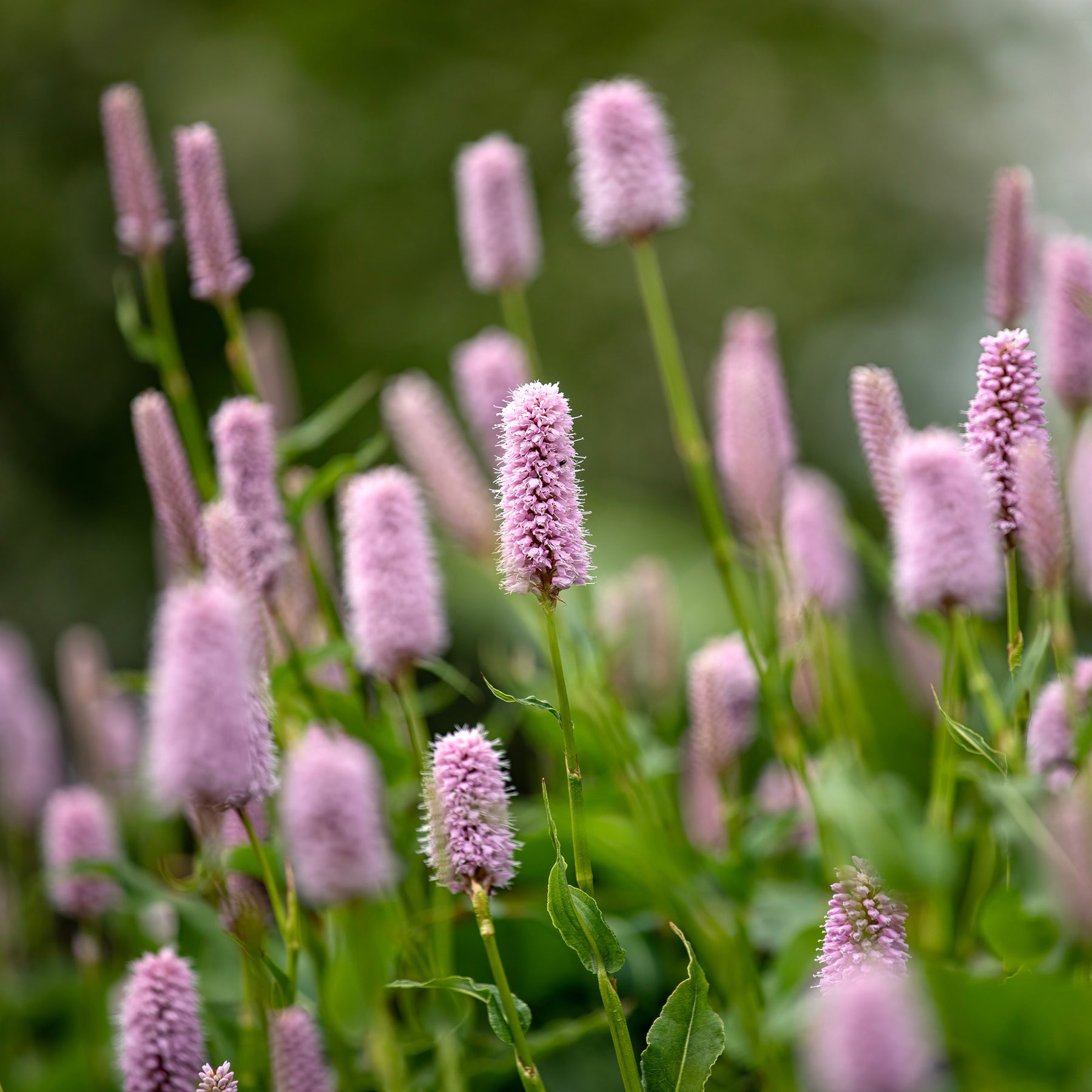 Persicaria bistorta Superba - Renouée bistorte Superba - Renouée - Persicaria