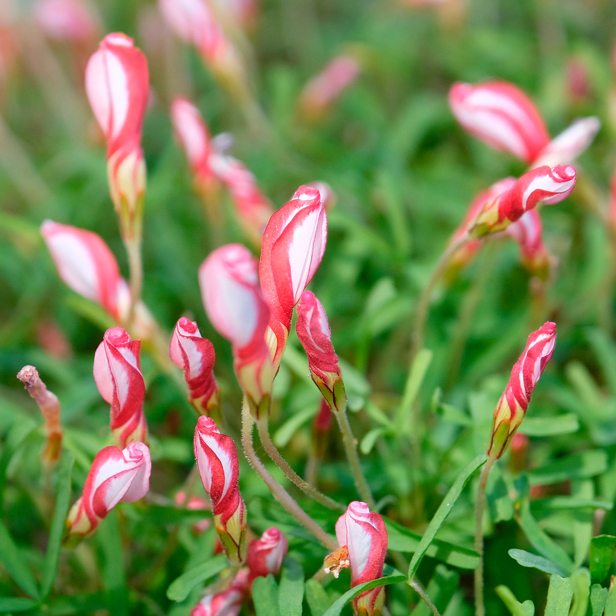 Collection de 15 Oxalis striés