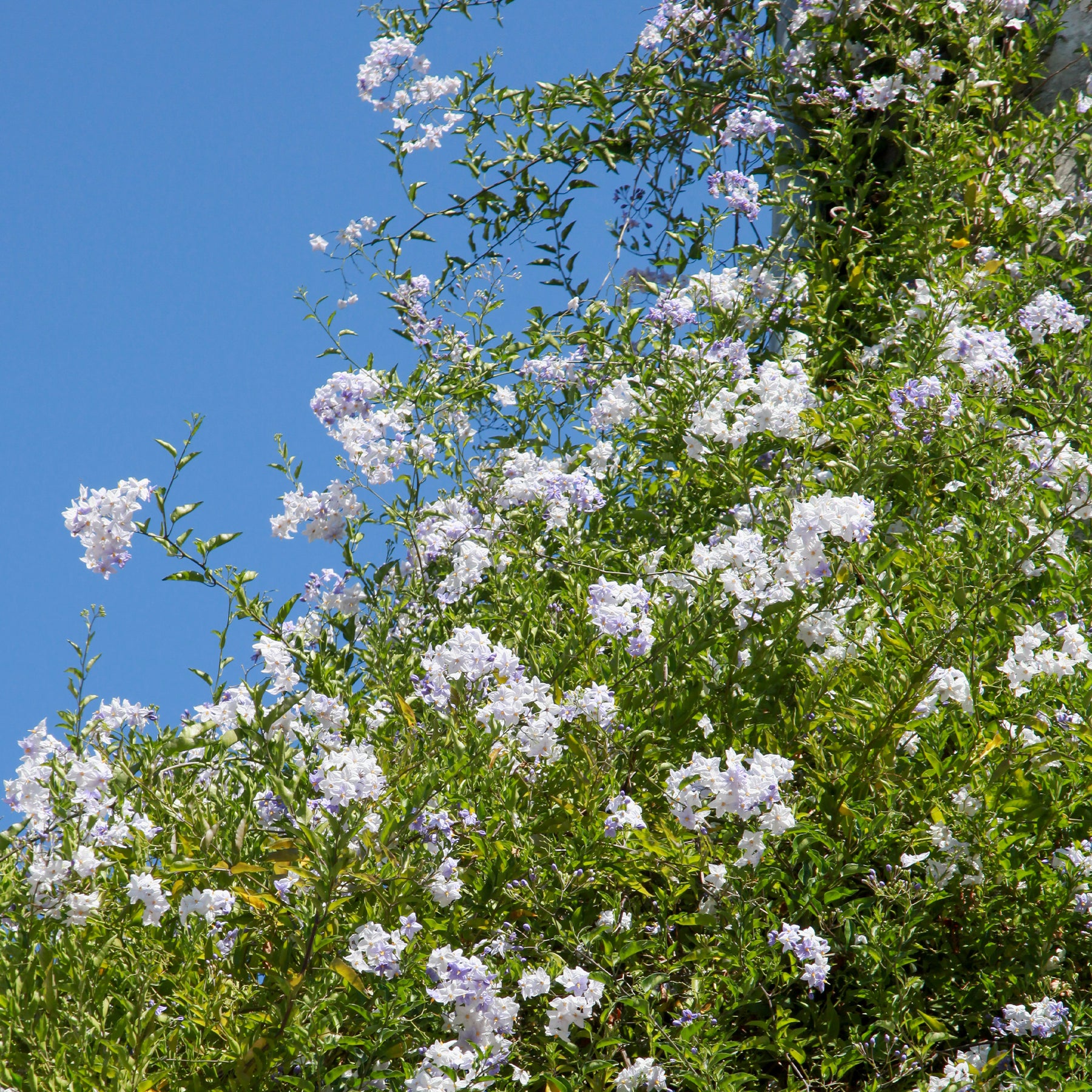 Solanum jasminoides - Morelle faux-jasmin - Jasmins