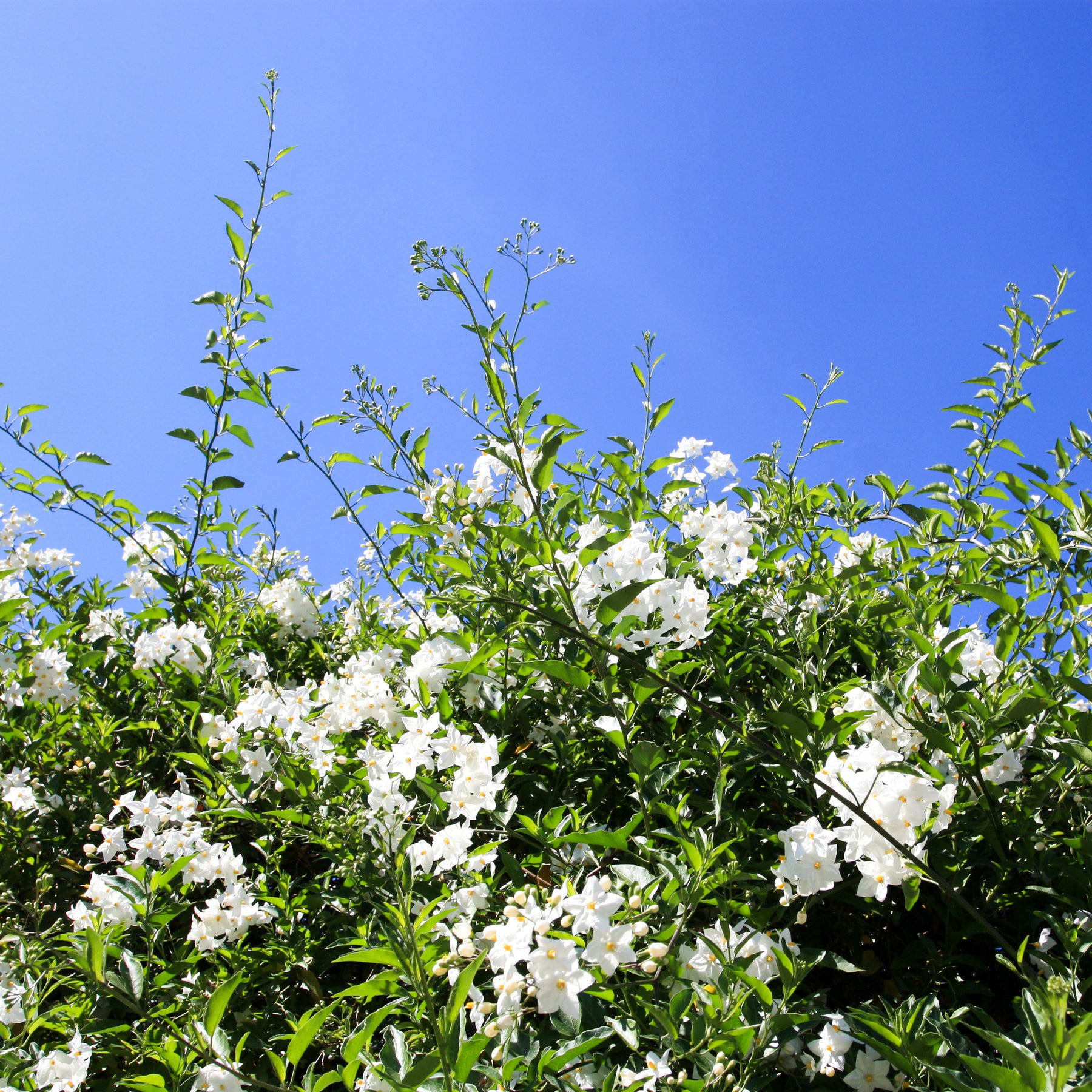 Jasmins - Morelle faux-jasmin - Solanum jasminoides