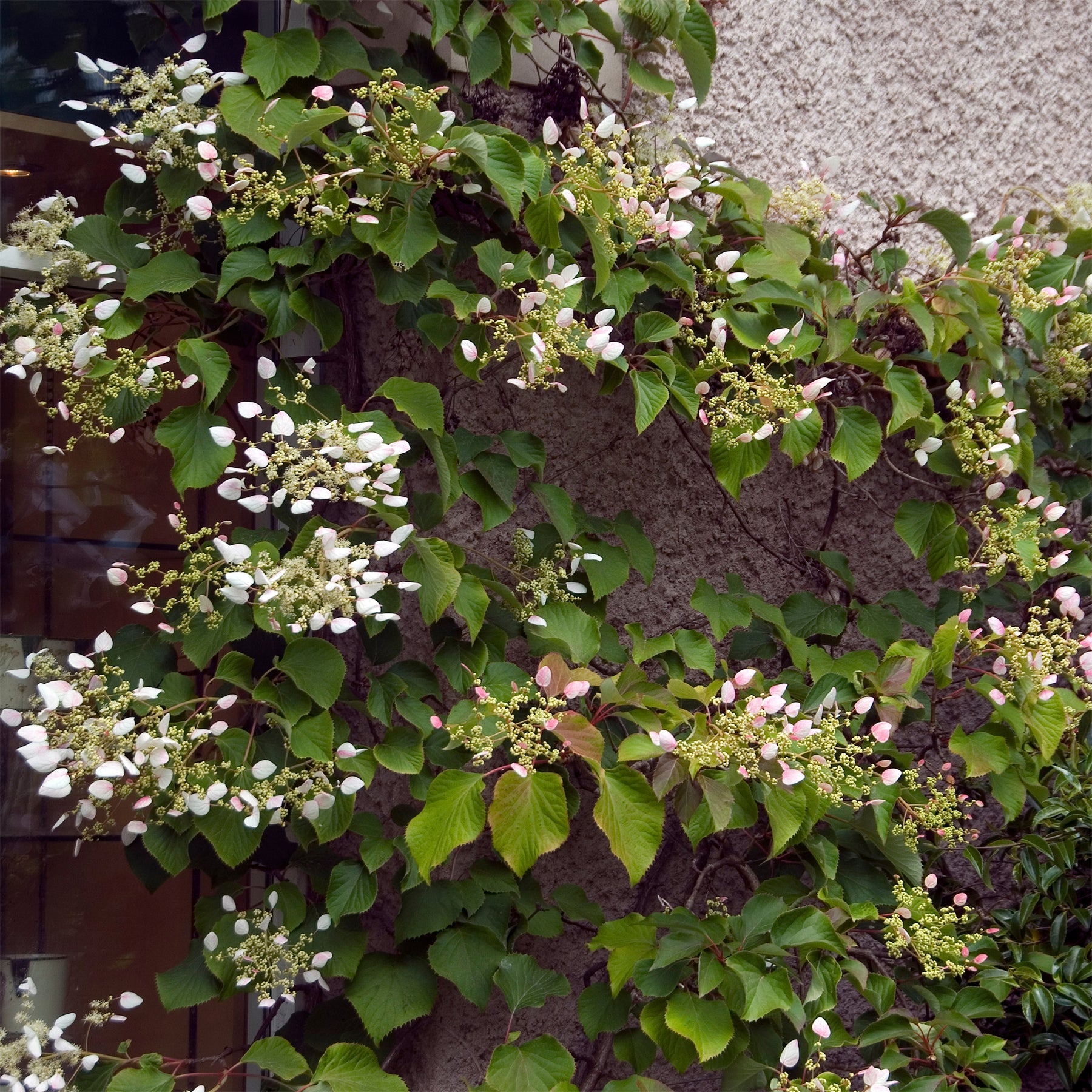Vente Hortensia grimpant du Japon - Schizophragma hydrangeoïdes