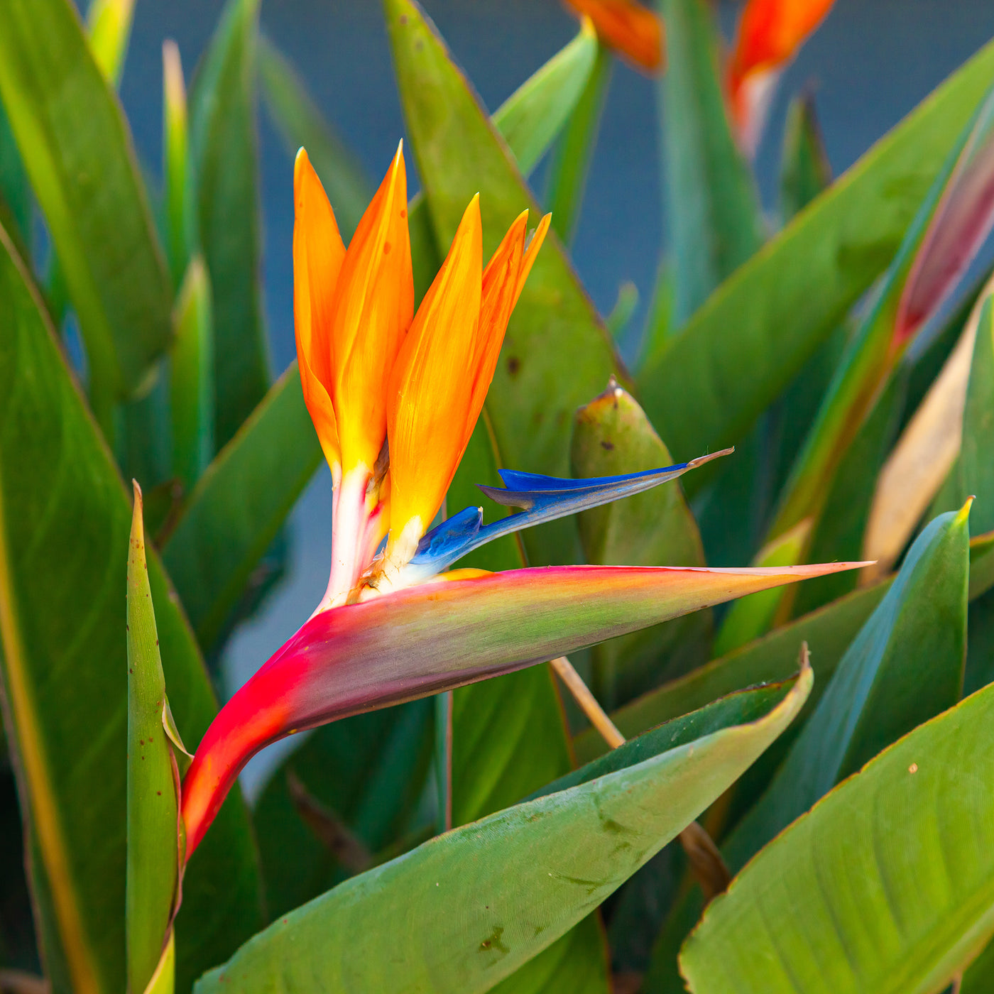 Oiseau du paradis Strelitzia - Willemse