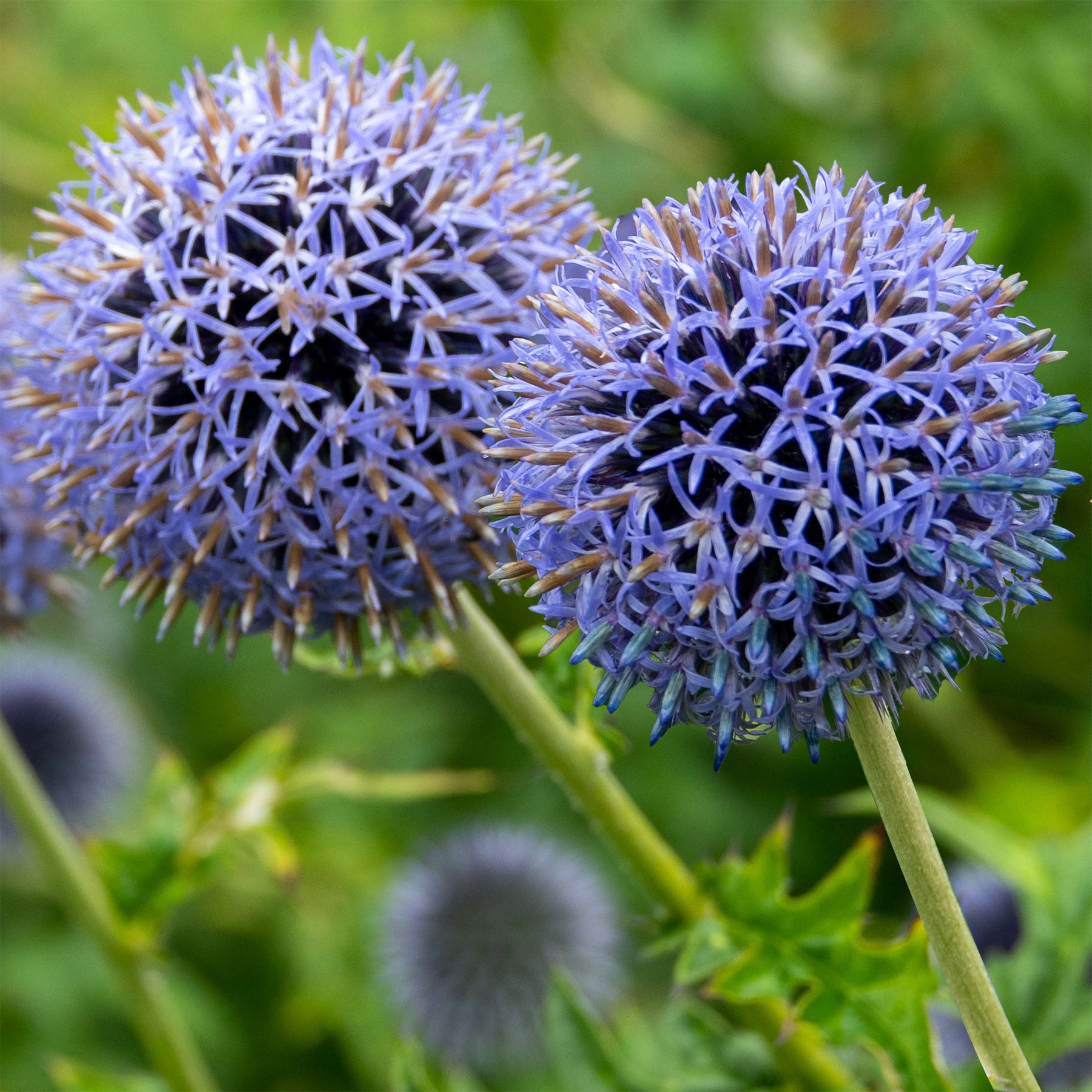 Boule azurée Blue Globe - Willemse