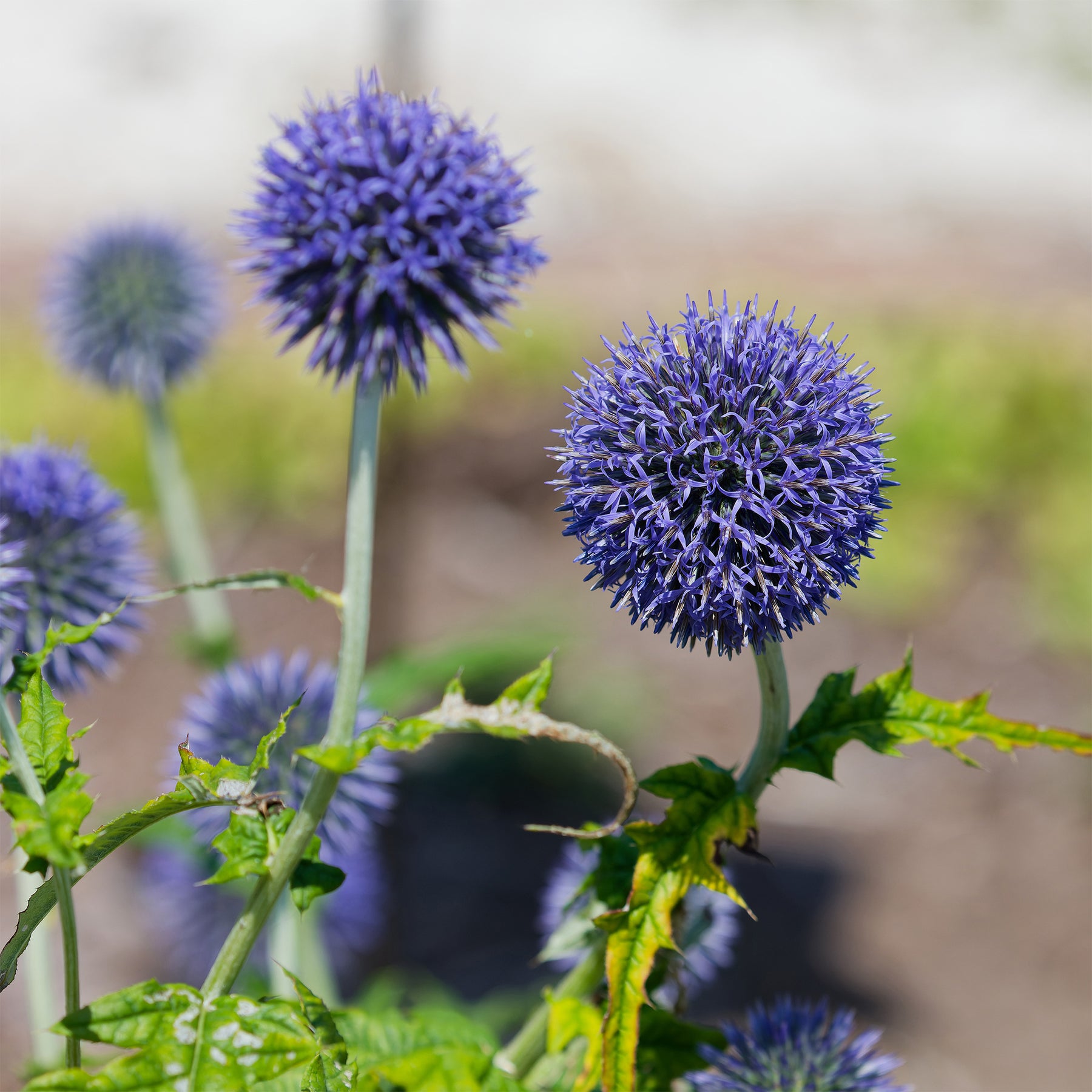 Boule azurée - Boule azurée Blue Globe - Echinops bannaticus blue globe