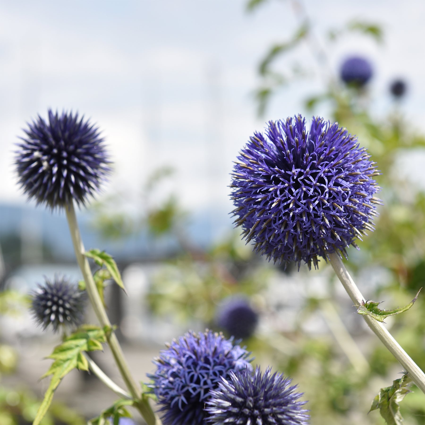 Echinops bannaticus blue globe - Boule azurée Blue Globe - Boule azurée