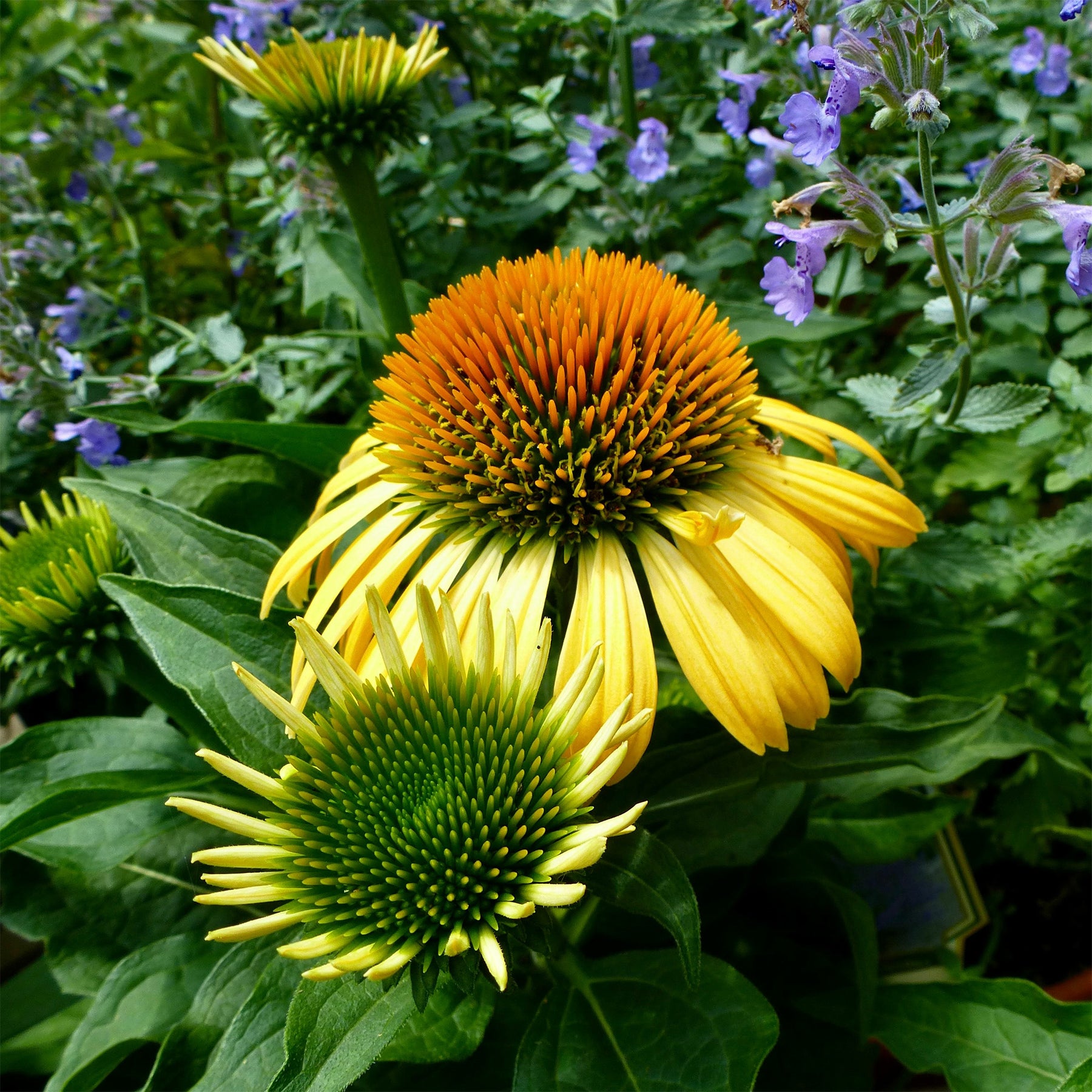 Échinacée pourpre Harvest Moon - Echinacea purpurea Harvest Moon - Willemse