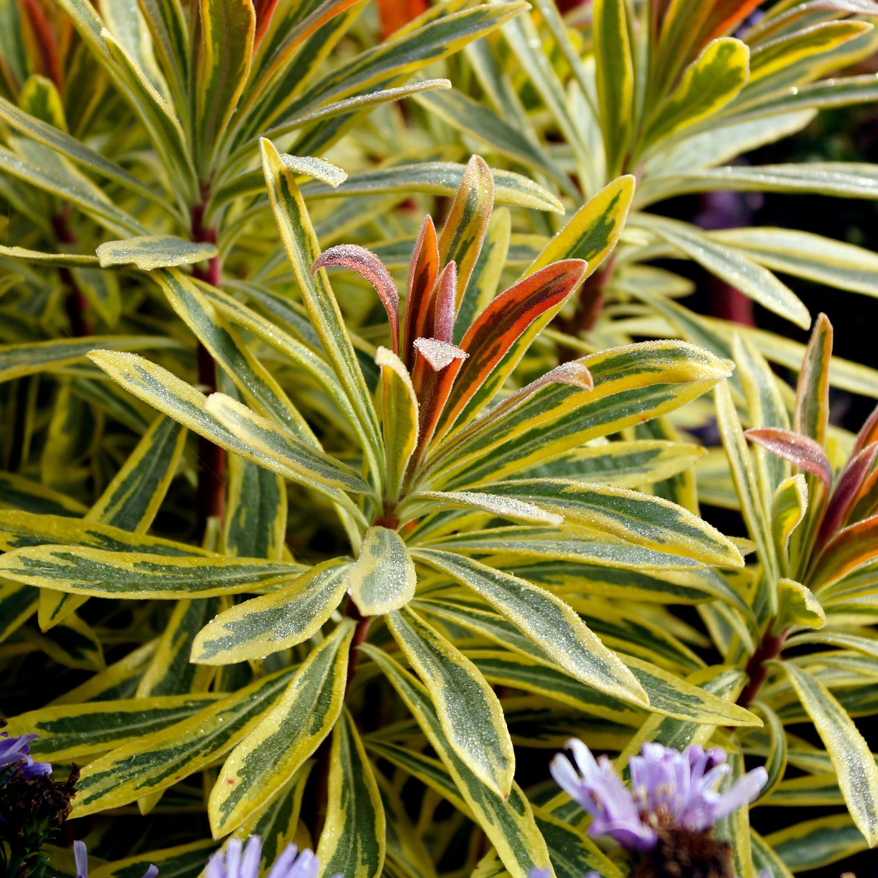 Euphorbe - Euphorbe de Martin Ascot Rainbow - Euphorbia ascot rainbow