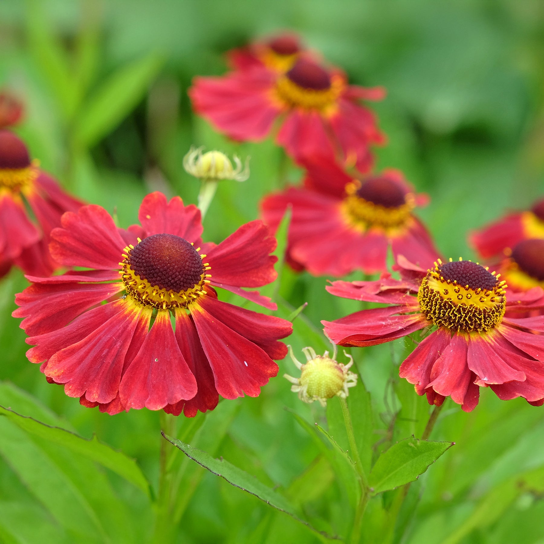 Helenium red jewel - Hélénie Red Jewel - Hélénie