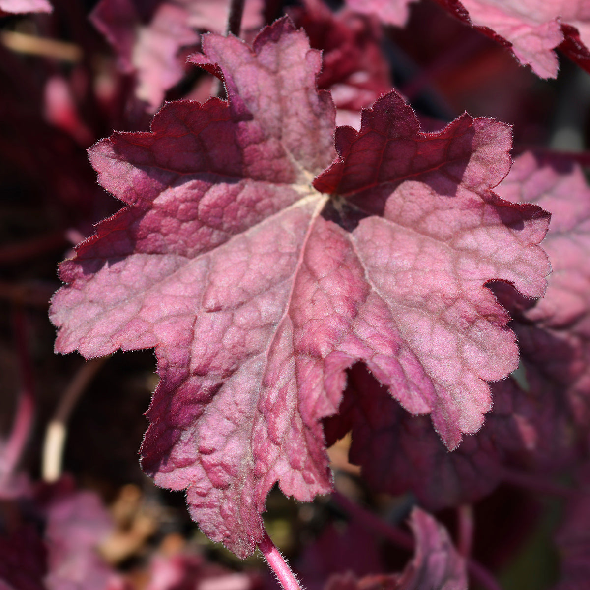 Heuchère Berry Smoothie - Heuchera berry smoothie - Willemse