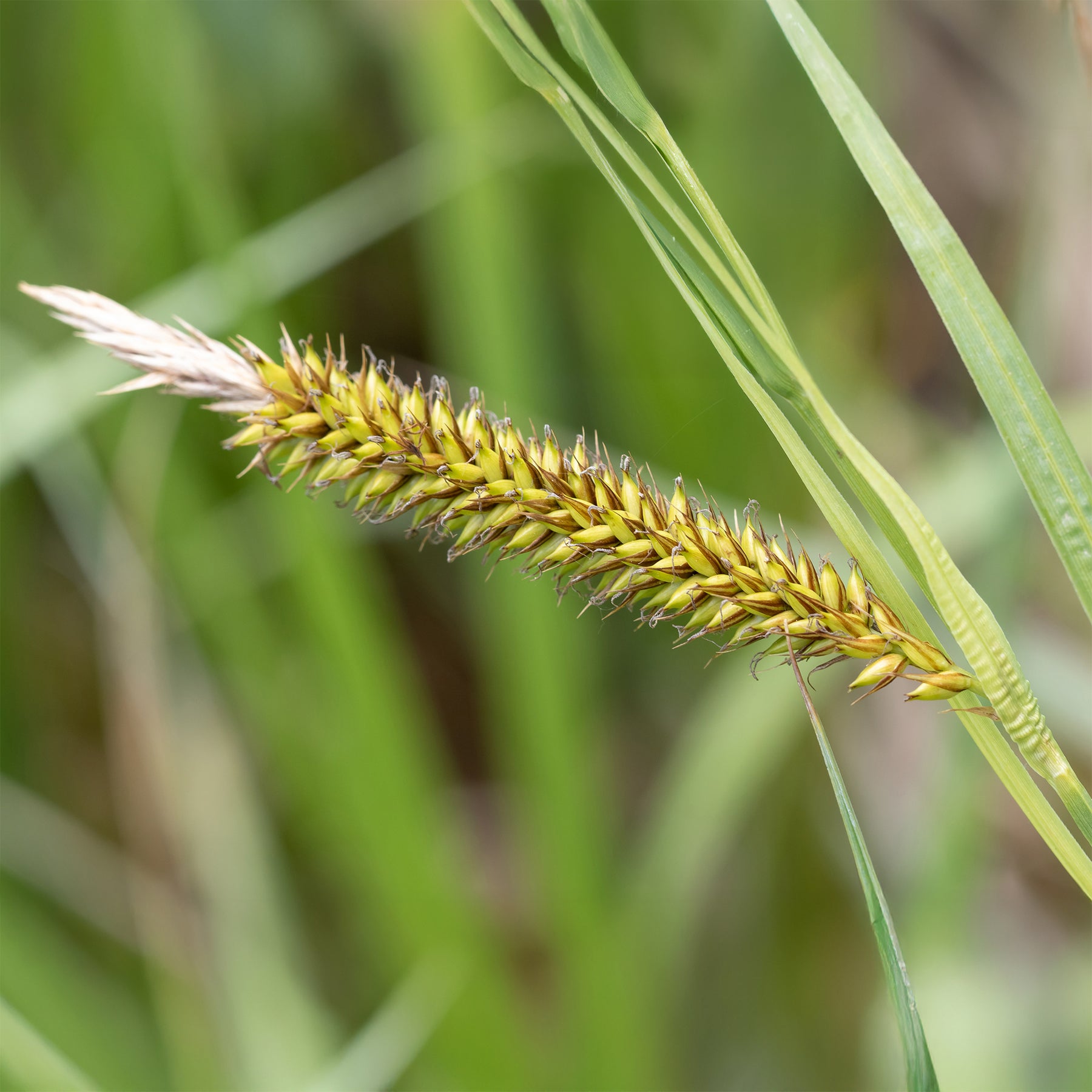 Laîche des rives - Carex - Willemse