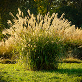 Eulalie Ghana - Willemse