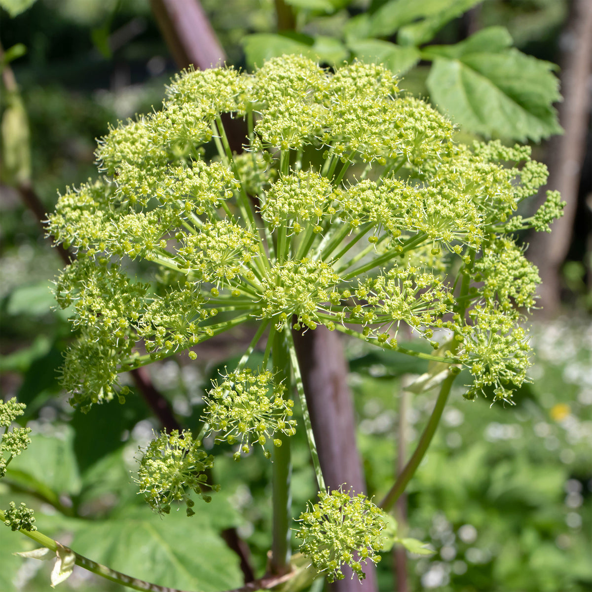 Angélique officinale - Angelica archangelica - Willemse
