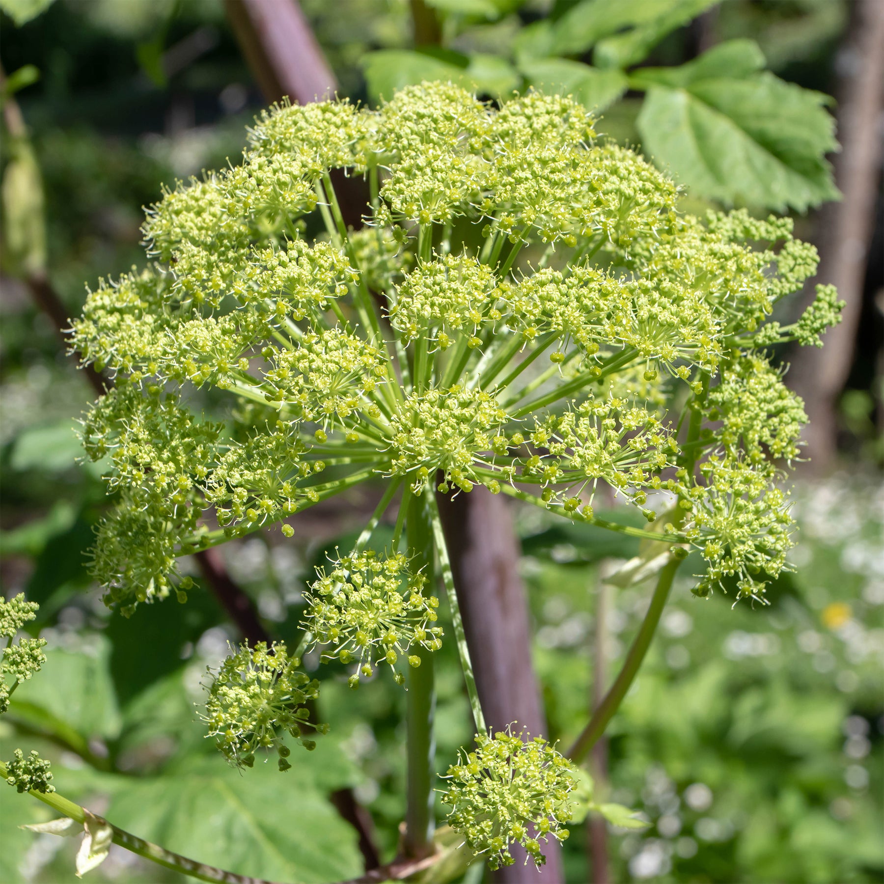 Angélique officinale - Angelica archangelica - Willemse