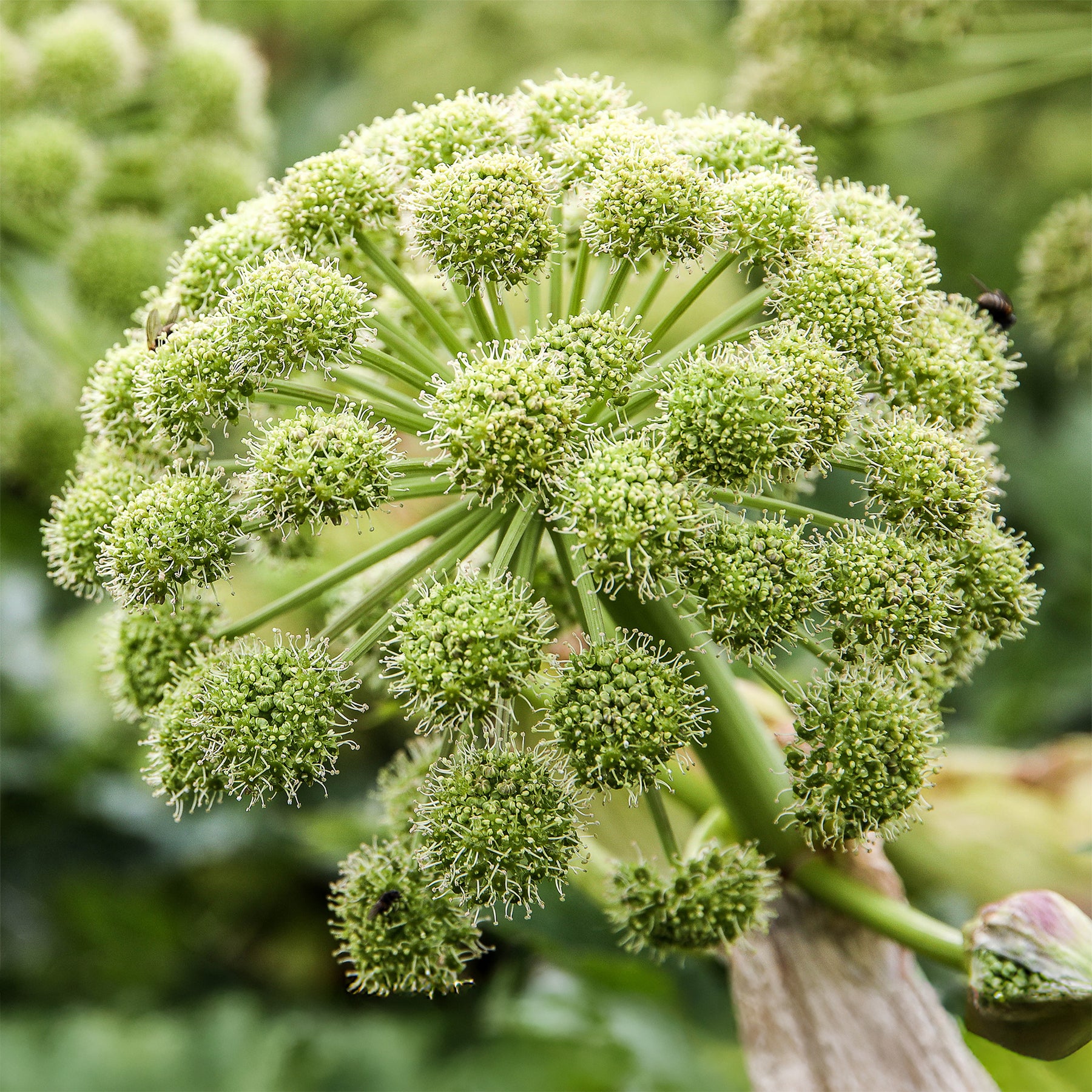 Angelica archangelica - Angélique officinale - Fleurs vivaces