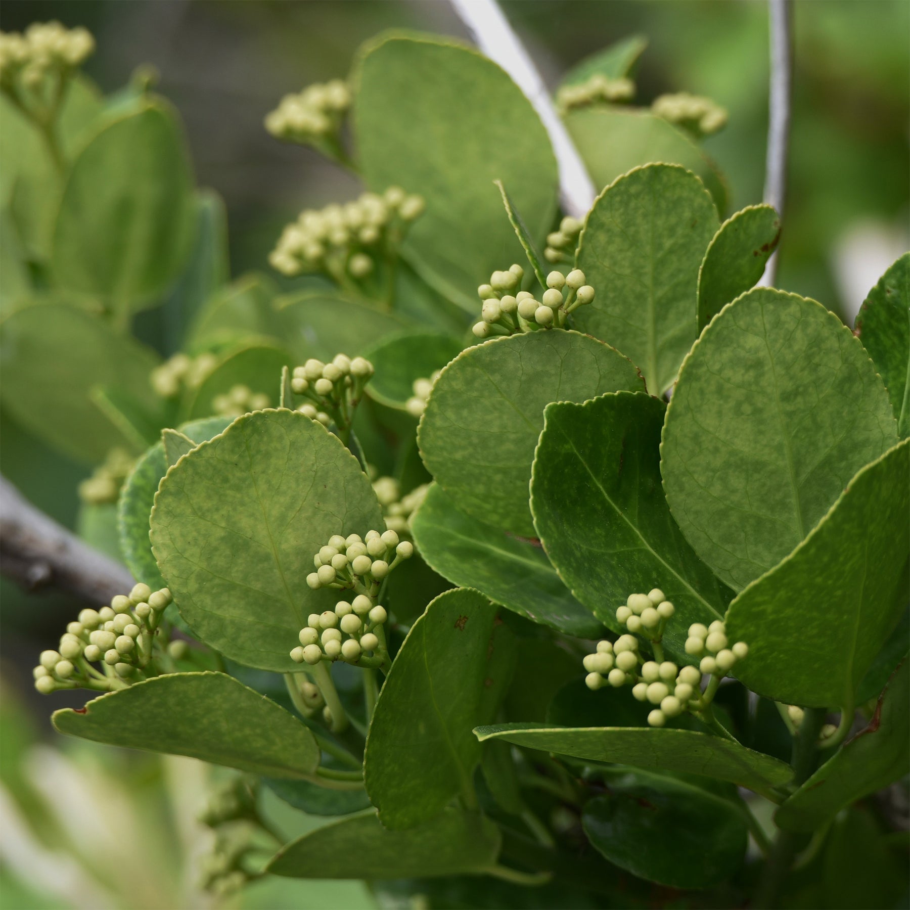 Fusain du Japon - Euonymus japonicus - Willemse