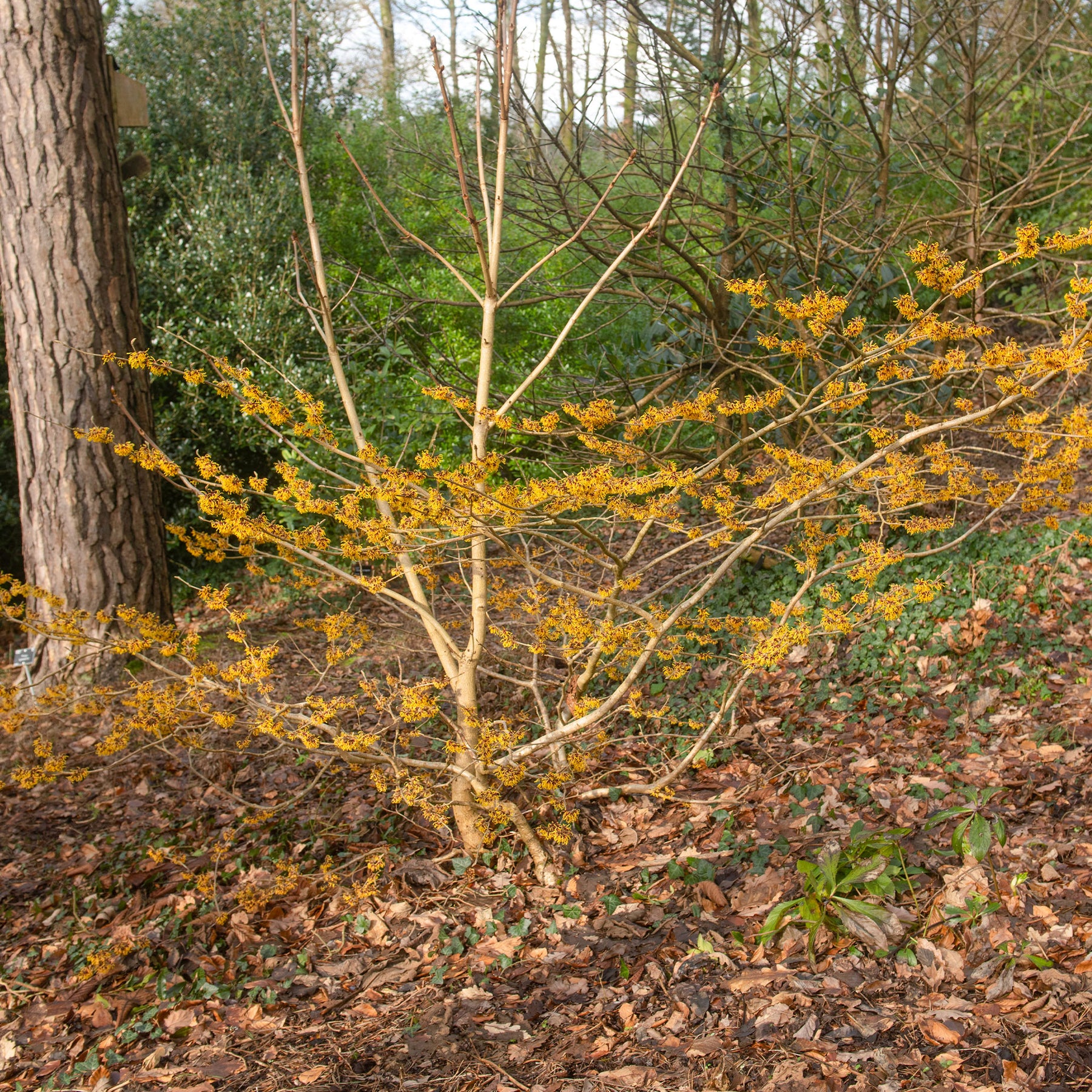 Hamamélis intermedia Orange Beauty - Hamamelis intermedia 'orange beauty' - Willemse