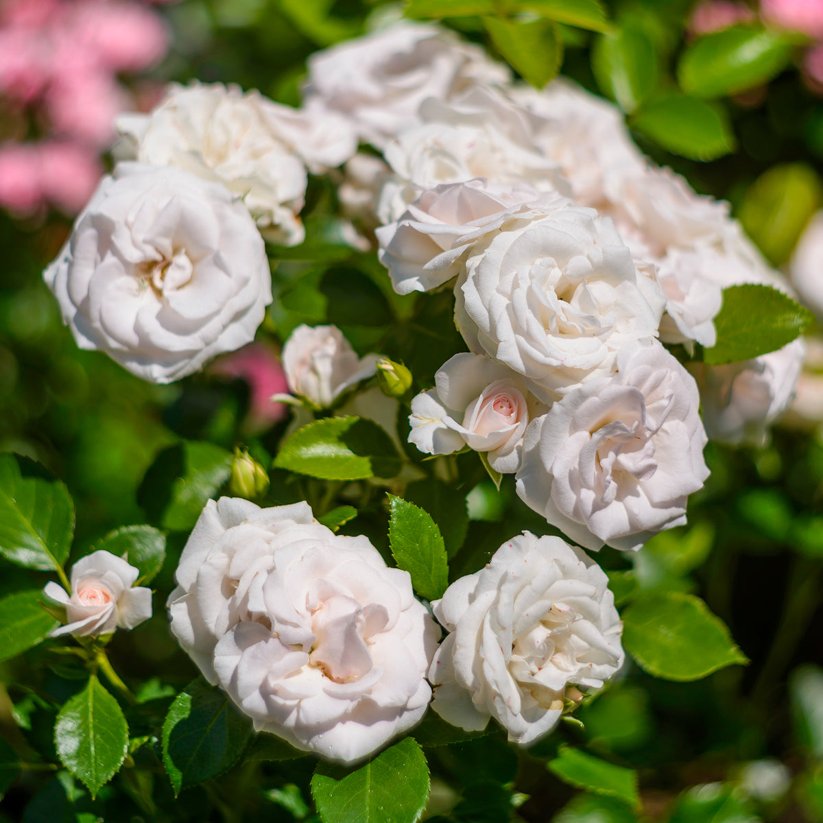 Rosier Aspirin Rose ® - Rosa Aspirin Rose ® - Willemse