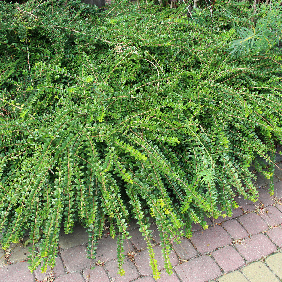 Chèvrefeuille à cupule - Willemse