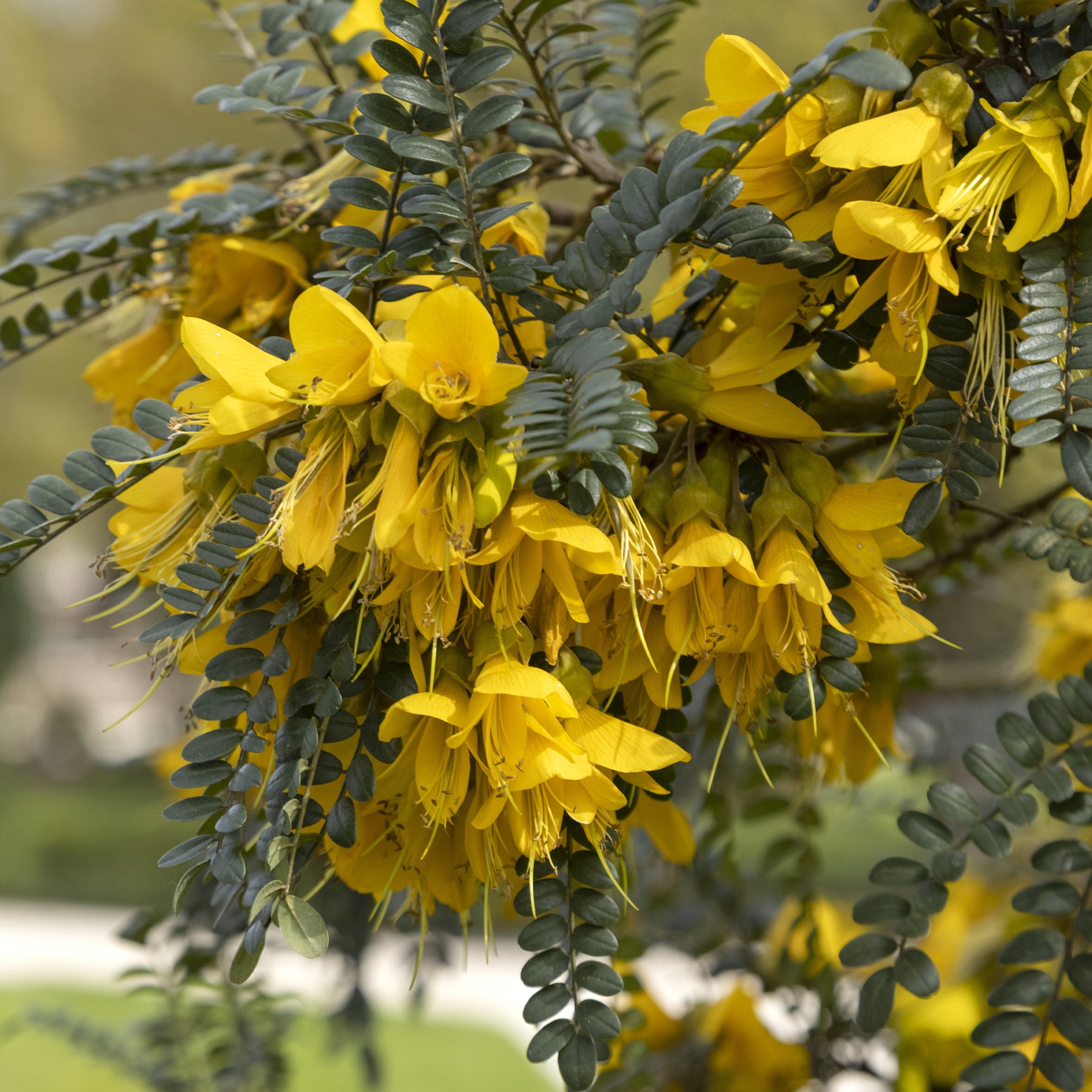 Sophora microphylla 'sun king' - Sophora à petites feuilles 'Sun King' - Arbustes à feuillage persistant