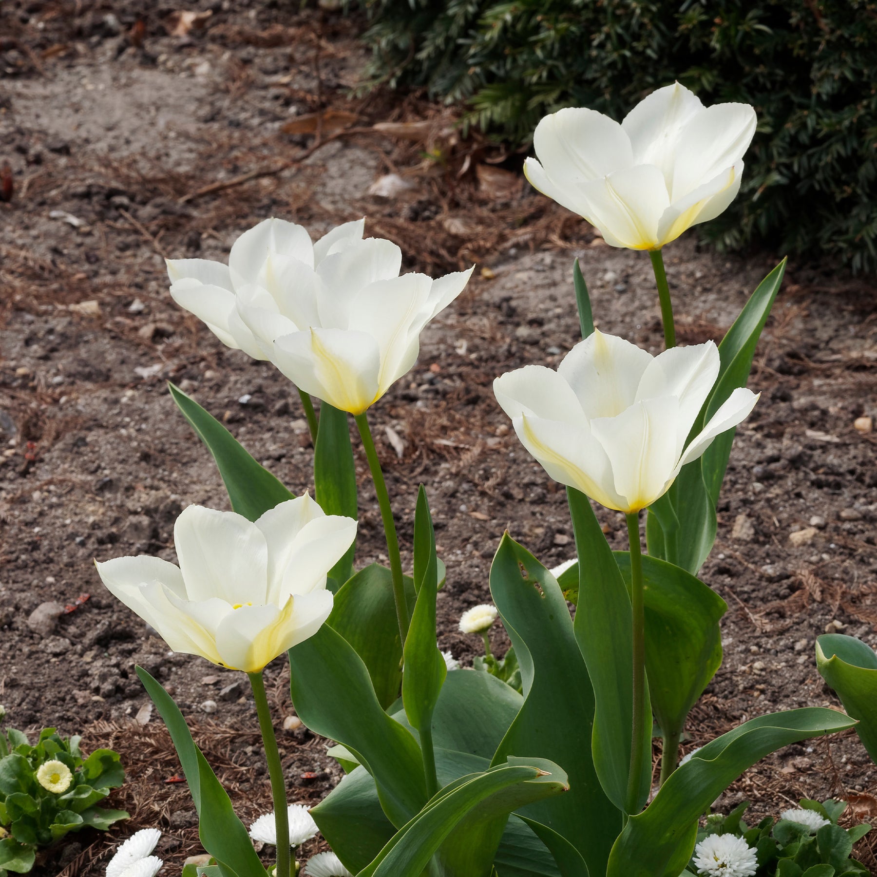 Tulipa 'purissima' - 10 Tulipes Fosteriana Purissima - Tulipe
