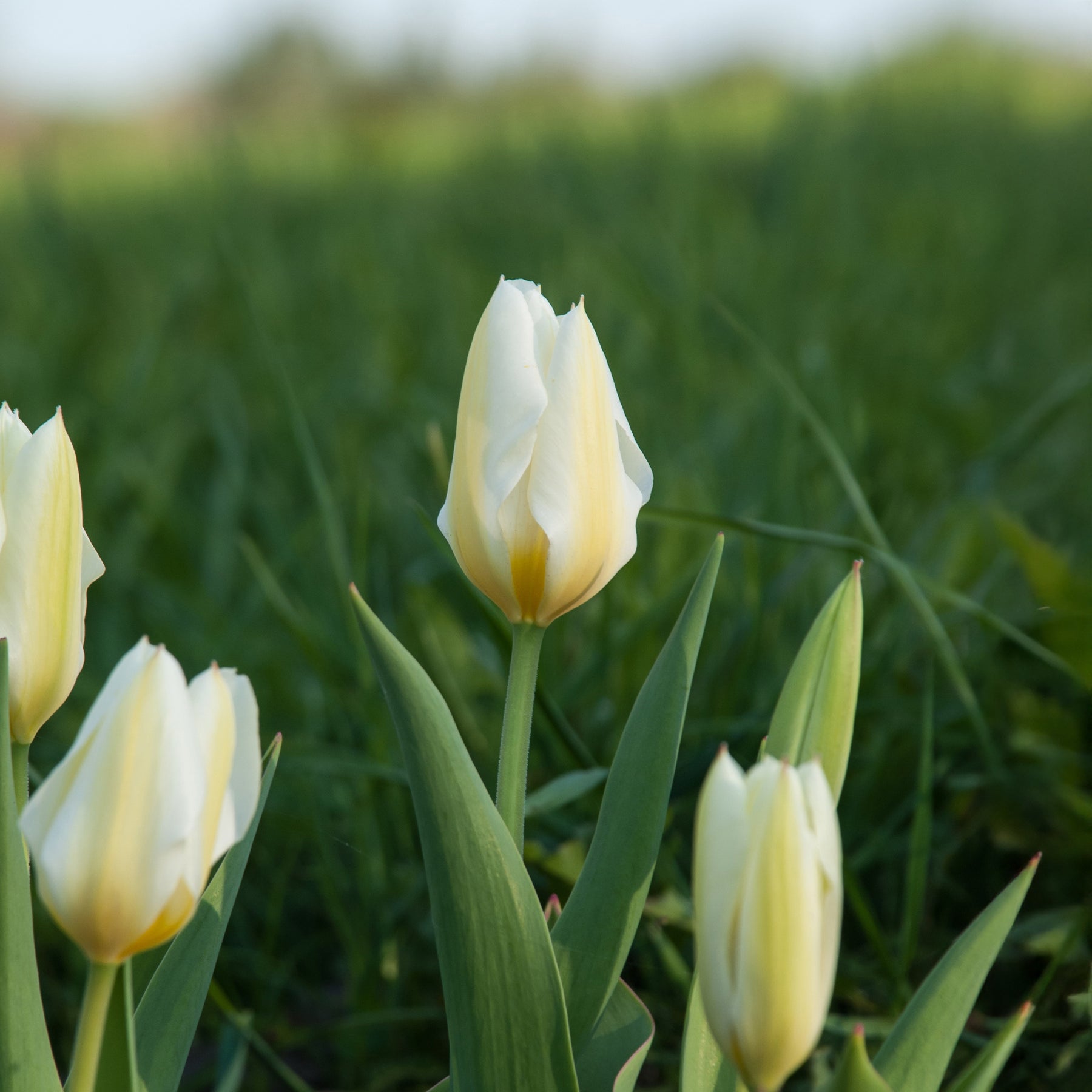 Vente 10 Tulipes Fosteriana Purissima - Tulipa 'purissima'