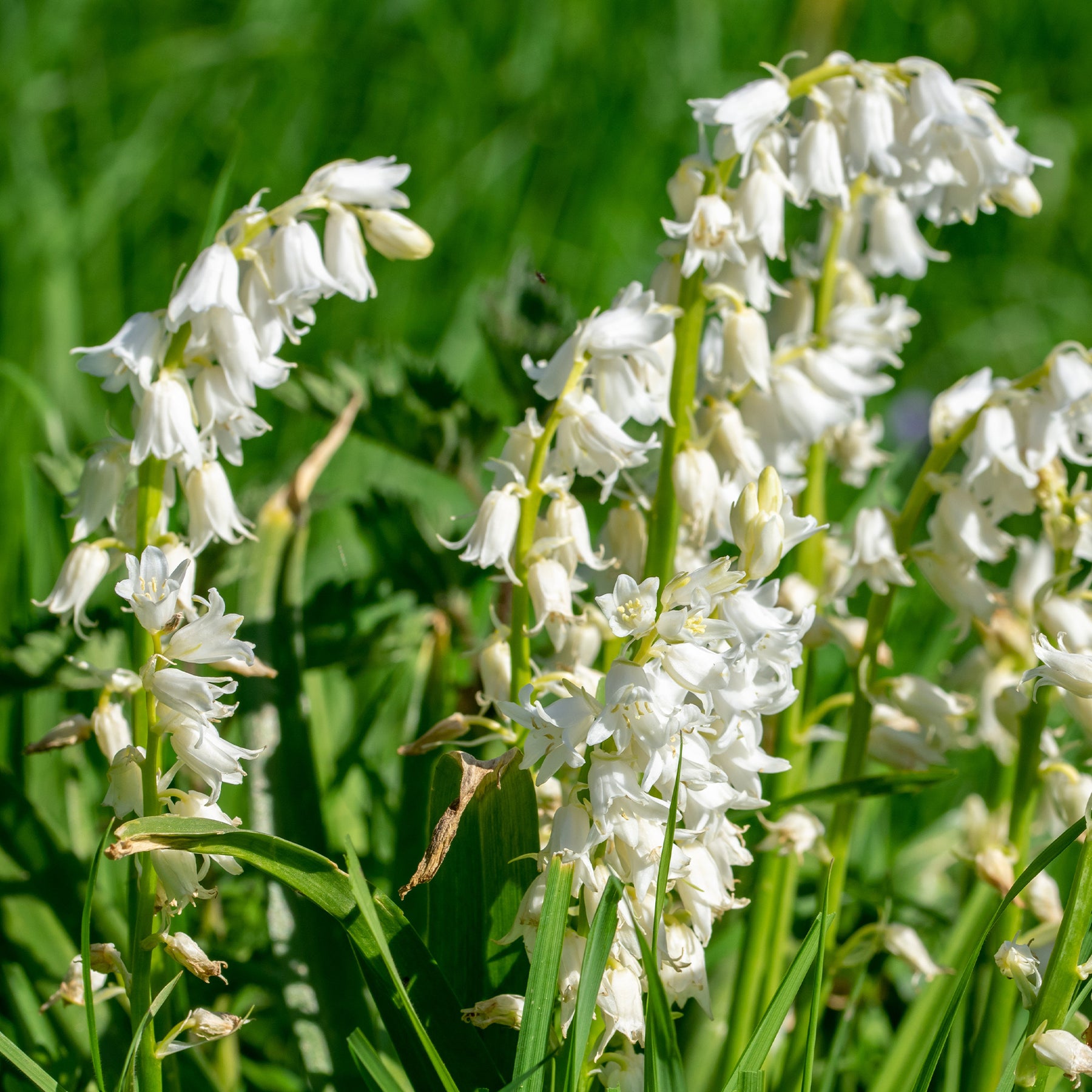 Hyacinthoides 'hispanica white' - 10 Jacinthes d'Espagne à fleurs blanches - Jacinthe