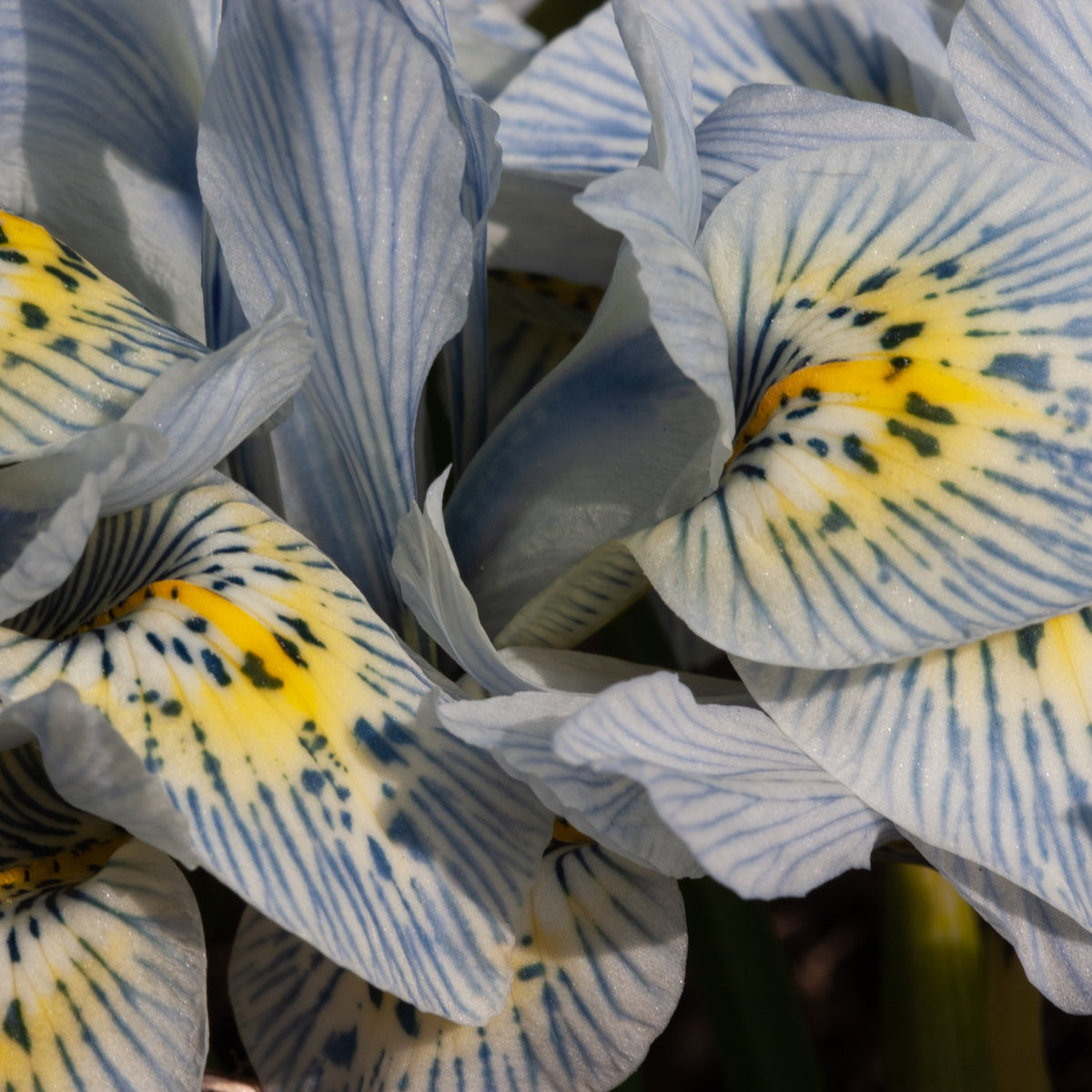 10 Iris reticulé Katherine Hodgkin - Iris reticulata katharina hodgkin - Bulbes à fleurs