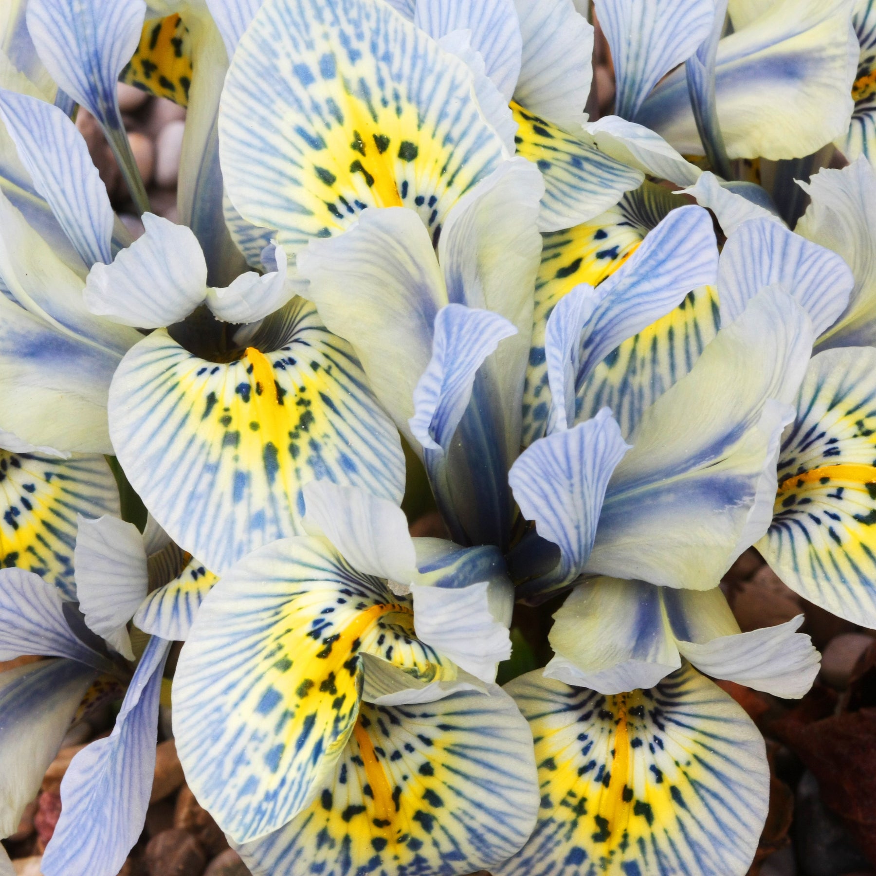 Iris reticulata katharina hodgkin - 10 Iris reticulé Katherine Hodgkin - Iris
