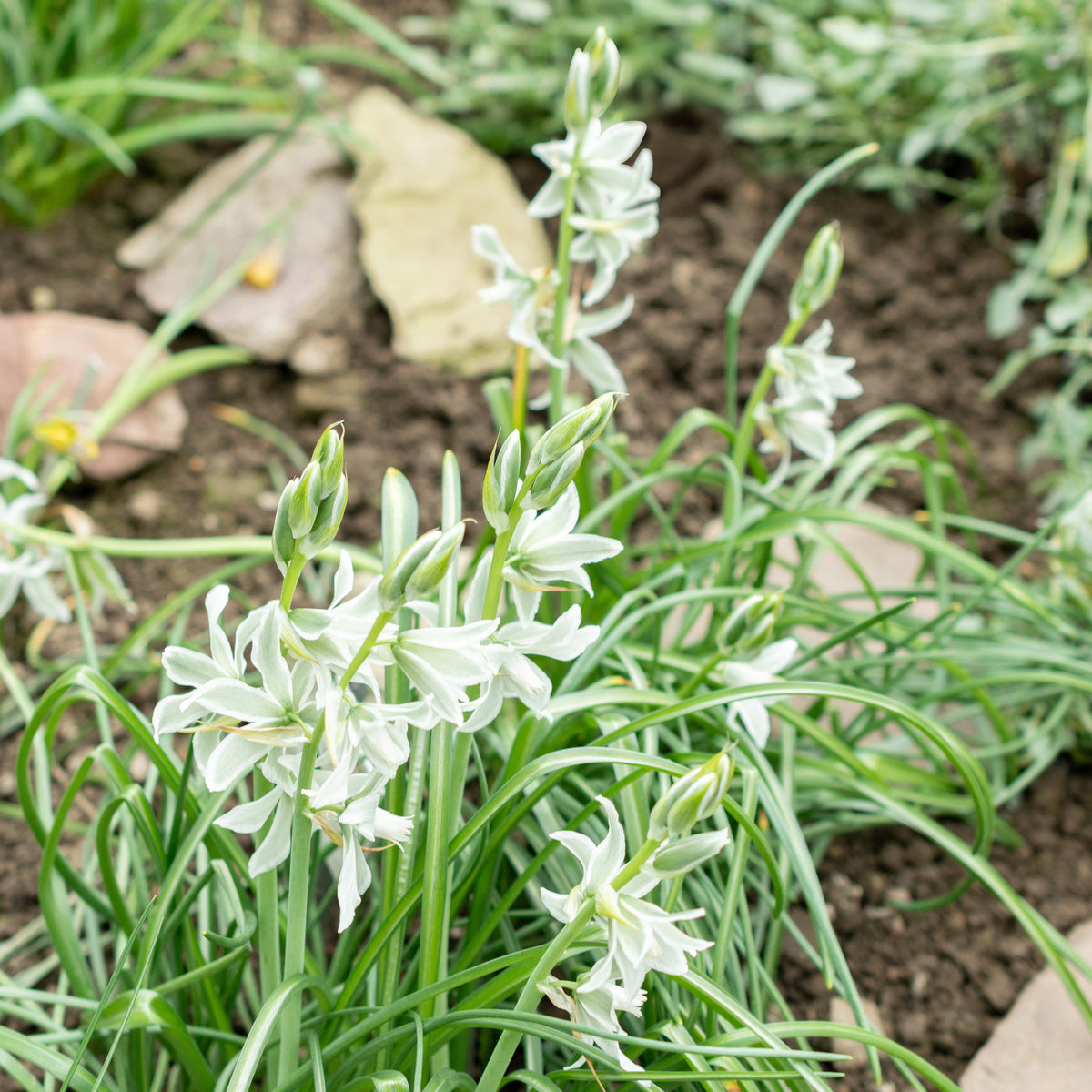 Ornithogale Saundersiae - Ornithogalum Saundersiae - Willemse