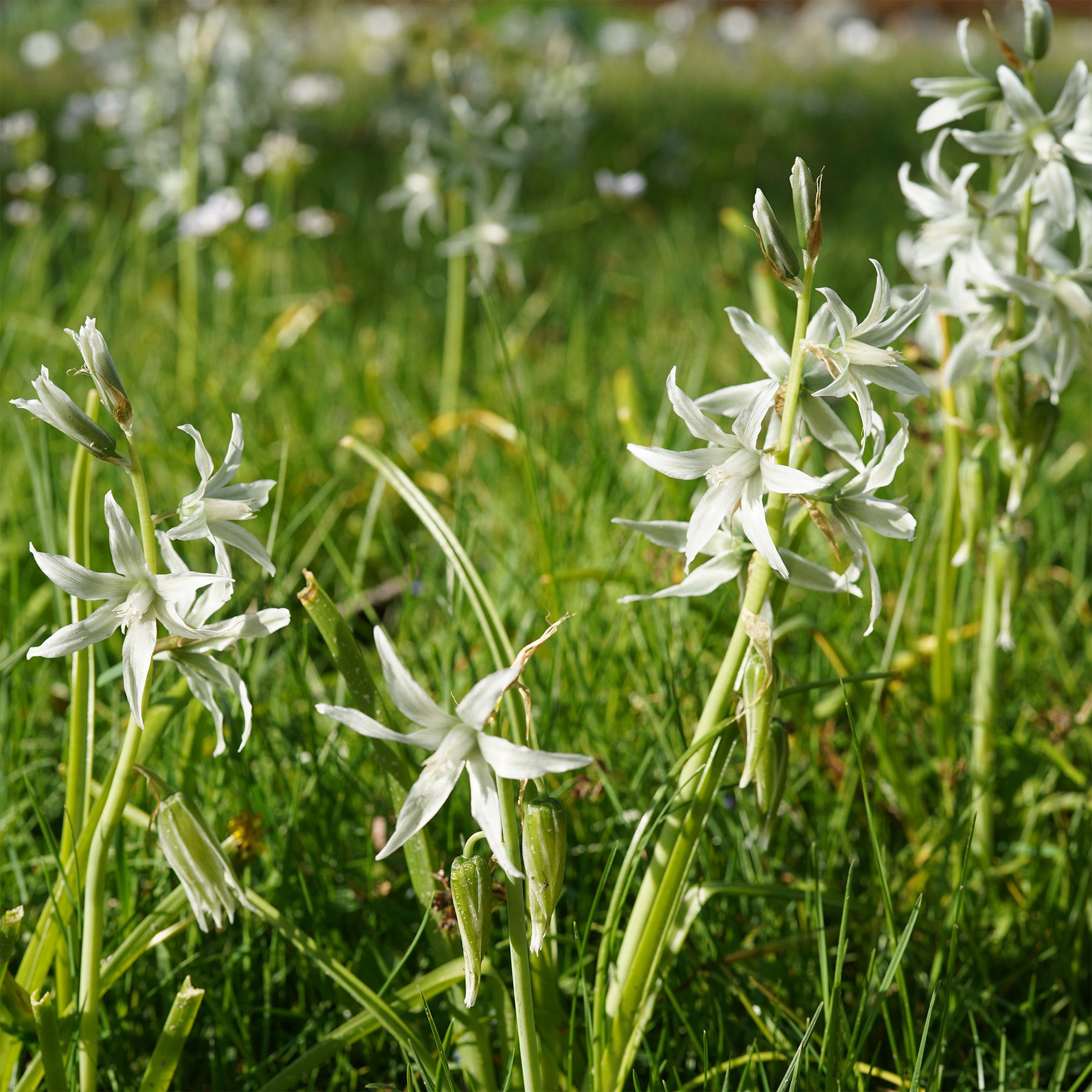 Ornithogalum Saundersiae - Ornithogale Saundersiae - Ornithogale