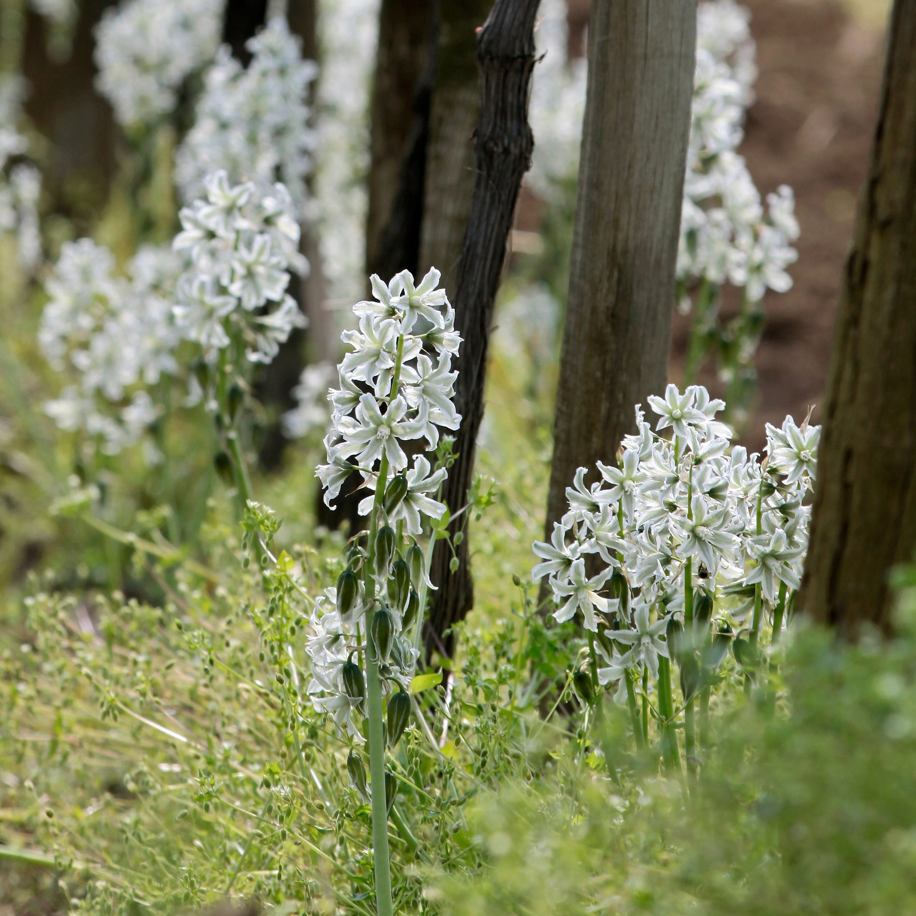 Ornithogale - Ornithogale Saundersiae - Ornithogalum Saundersiae