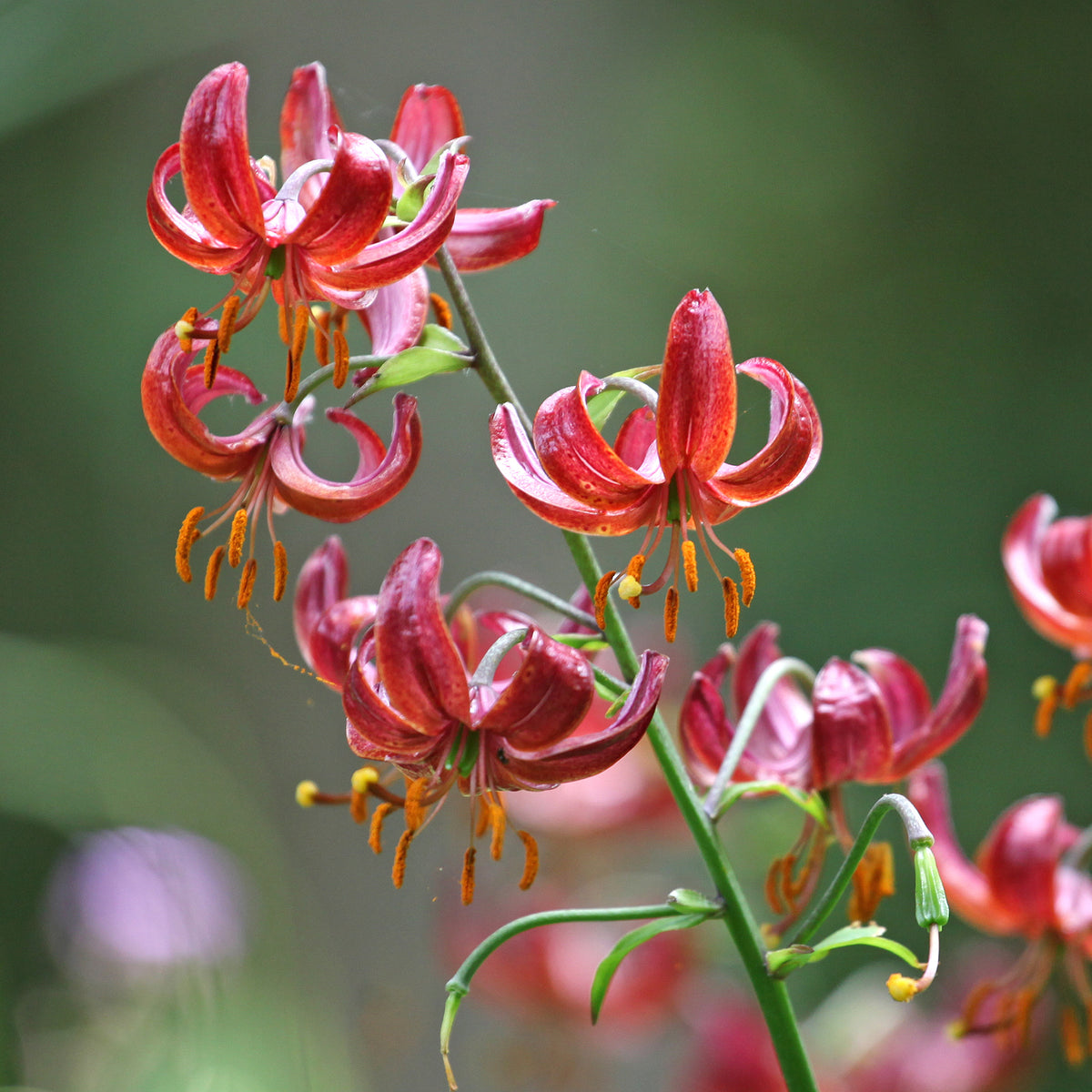 Lis martagon Claude Shride - Lilium Claude Shride - Willemse