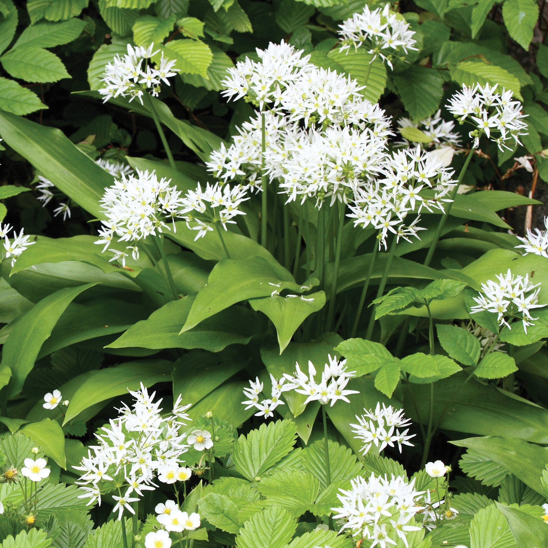 Plant d'Ail des Ours - Willemse