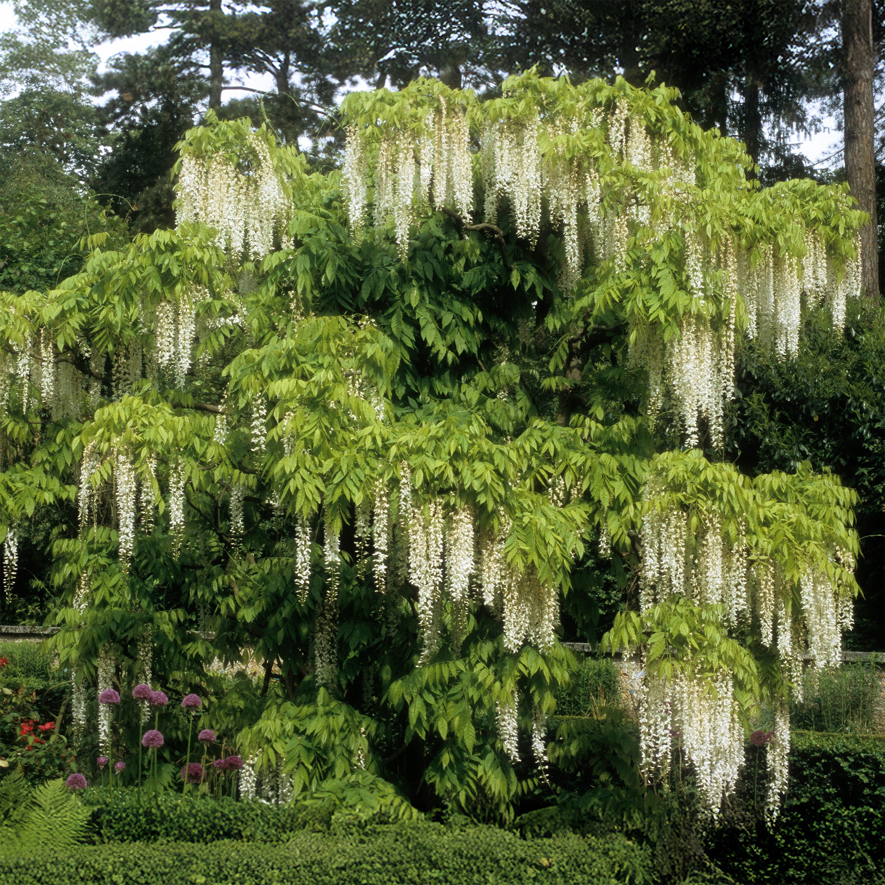 Glycine blanche sur tige - Willemse