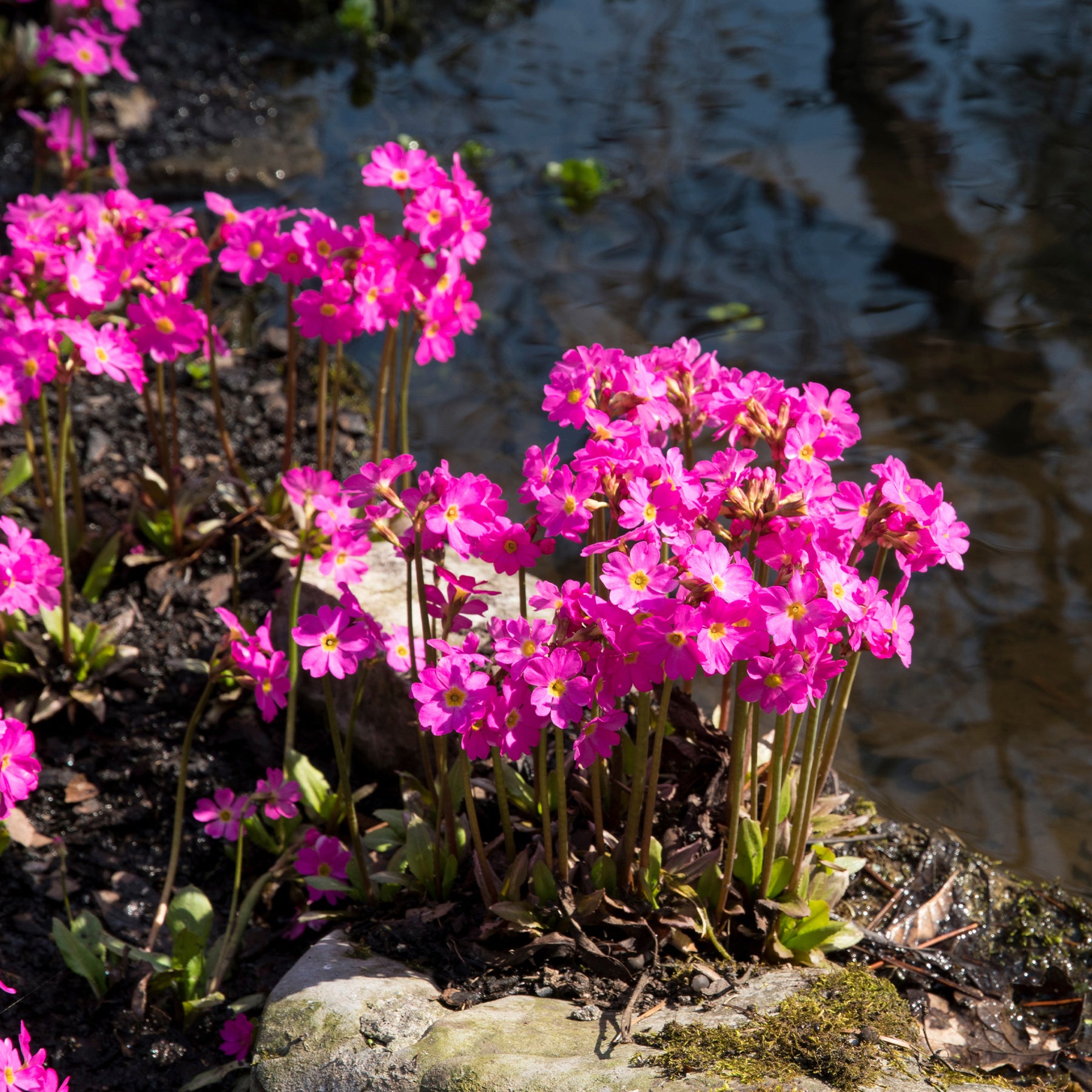 Primevère rose Grandiflora - Willemse