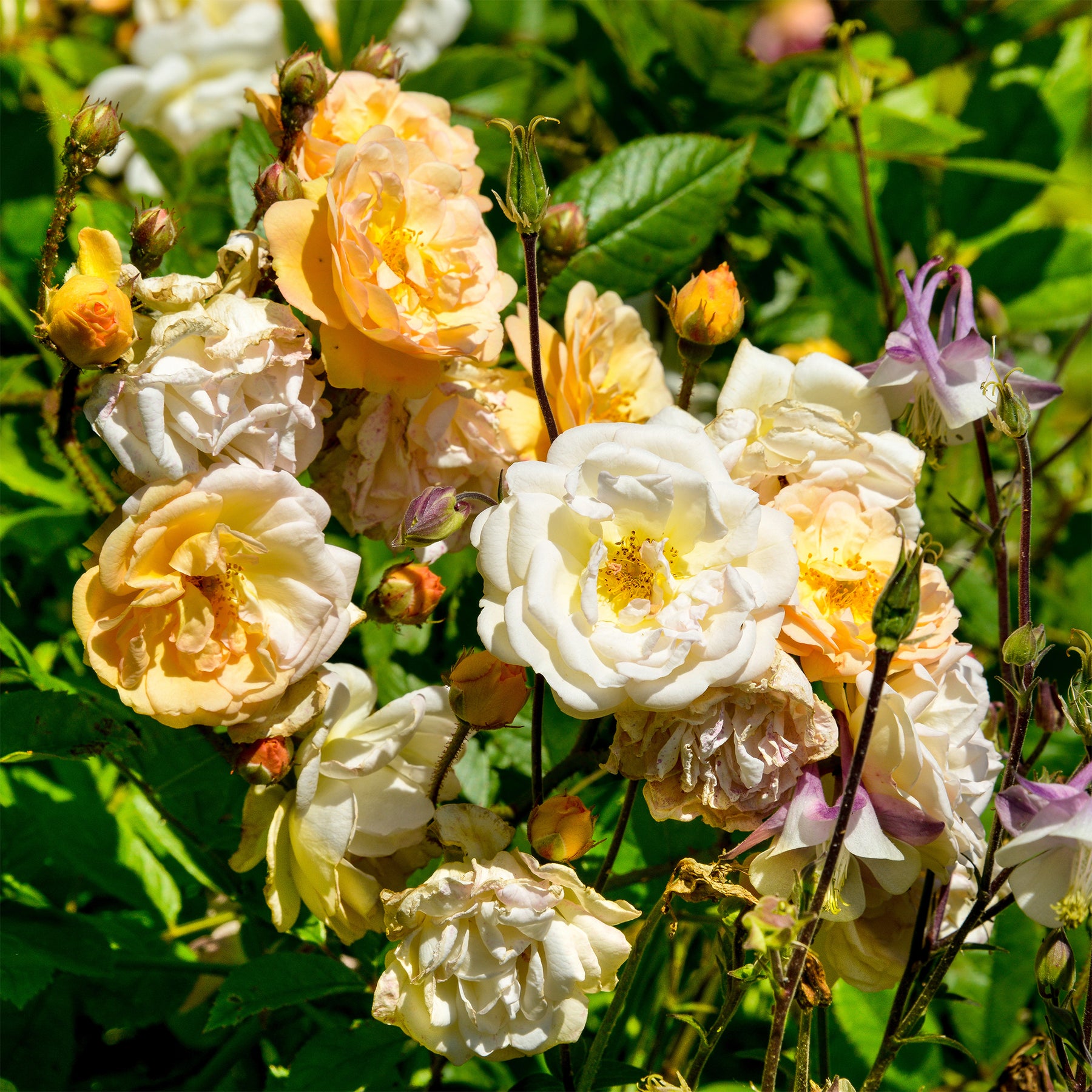Rosa Ghislaine de Féligonde - Rosier Ghislaine de Féligonde - Rosiers grimpants