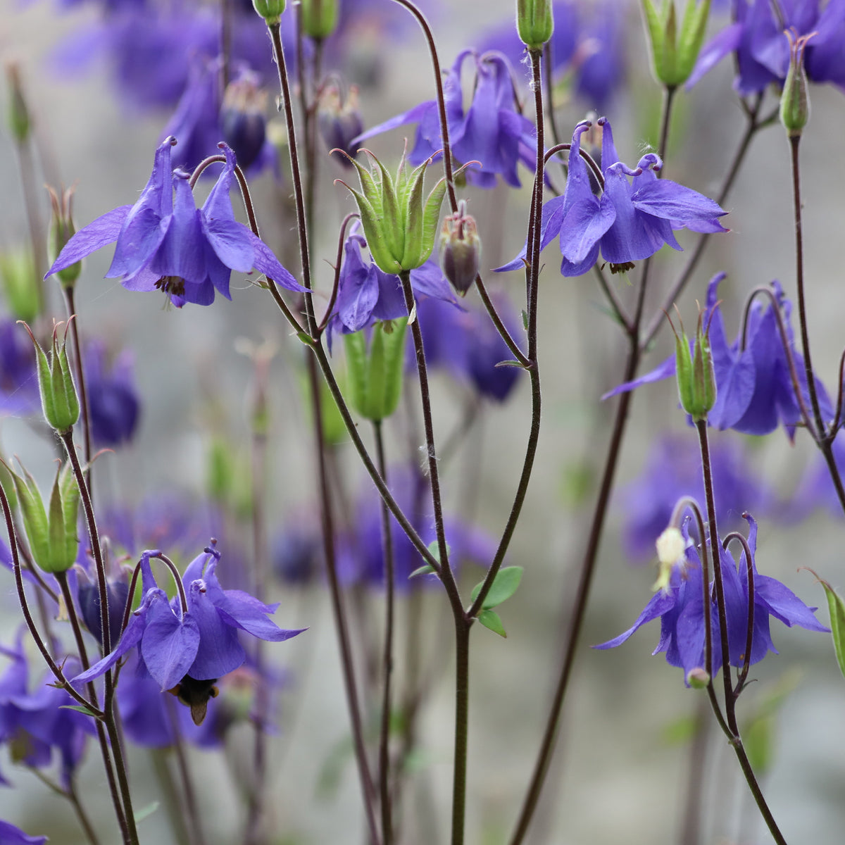 Ancolie des jardins - Aquilegia vulgaris - Willemse