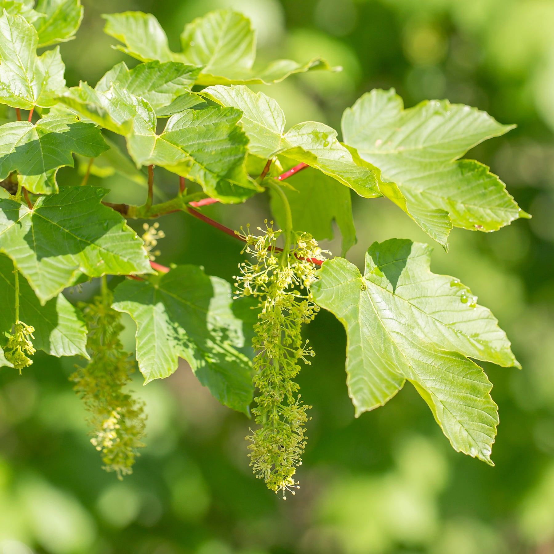 Acer pseudoplatanus - Erable sycomore - Erable