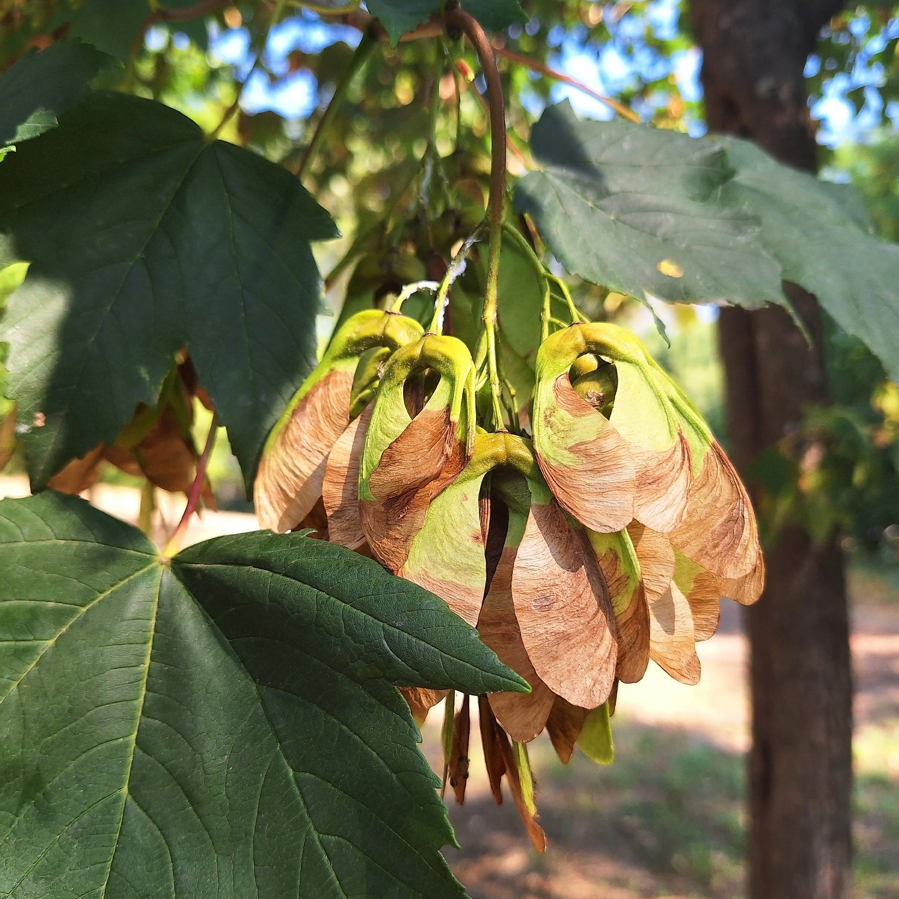 Erable - Erable sycomore - Acer pseudoplatanus