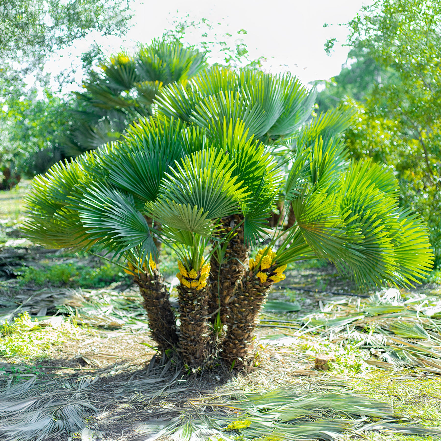 Palmier nain Vulcano - Chamaerops humilis Vulcano  - Willemse