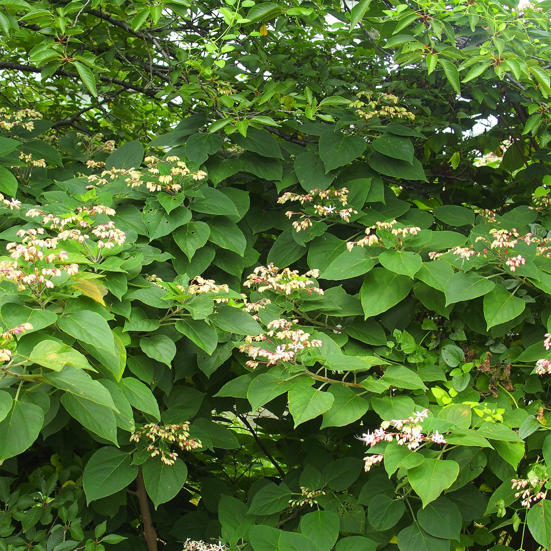 Vente Arbre du clergé - Clerodendrum trichotomum