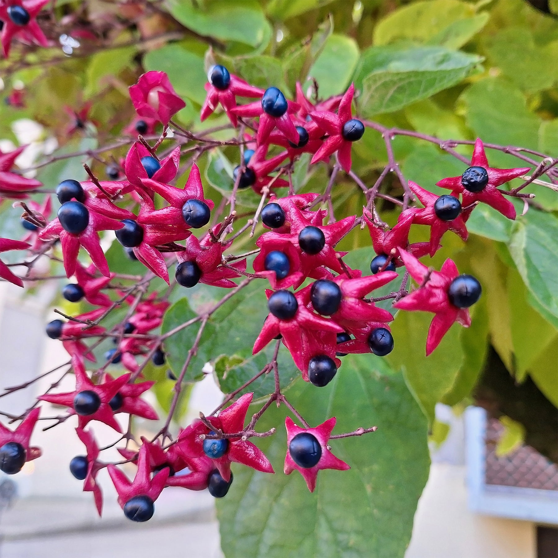 Clerodendrum trichotomum - Arbre du clergé - Arbustes à fleurs