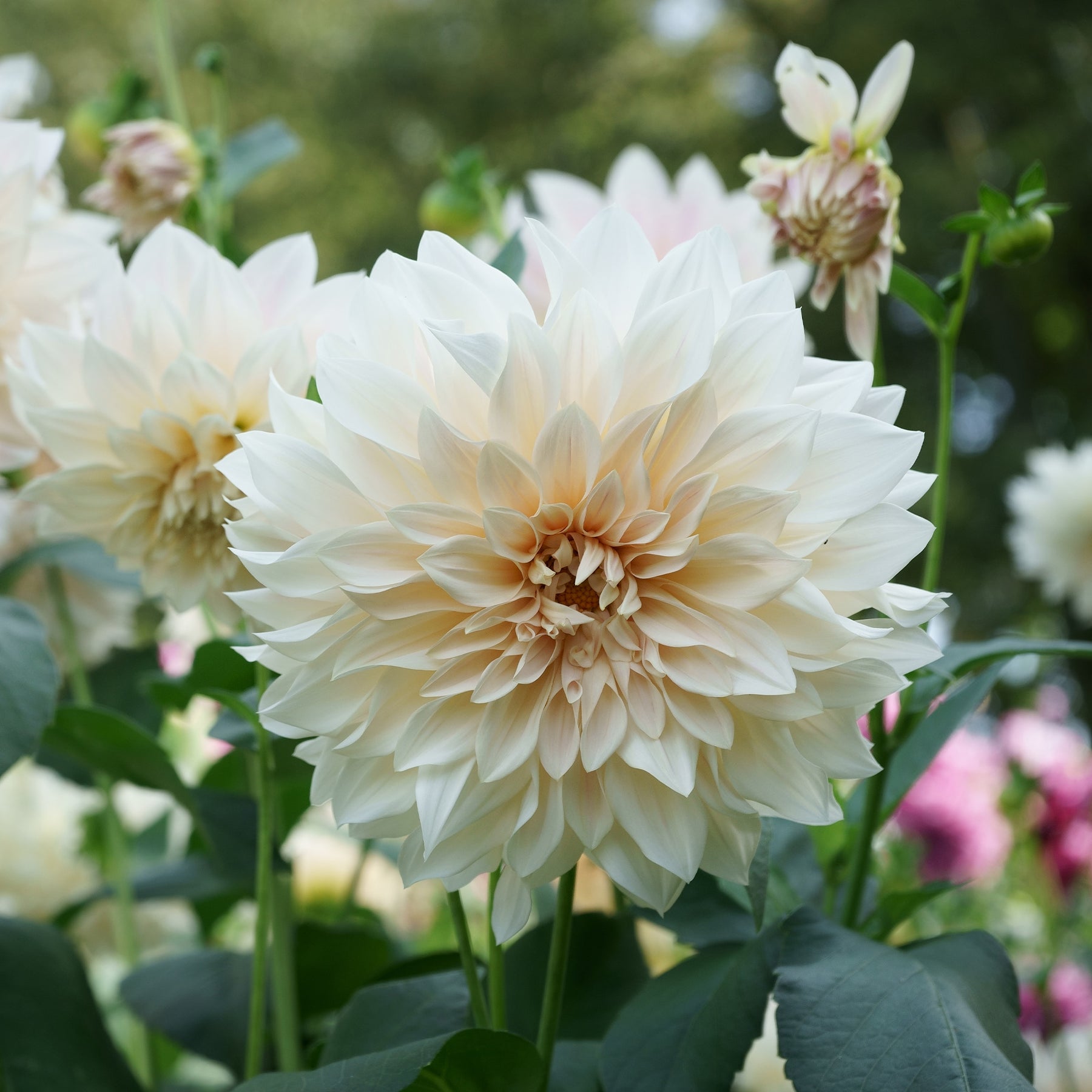 Dahlia - 3 Dahlias Café au lait - Dahlia Café au Lait