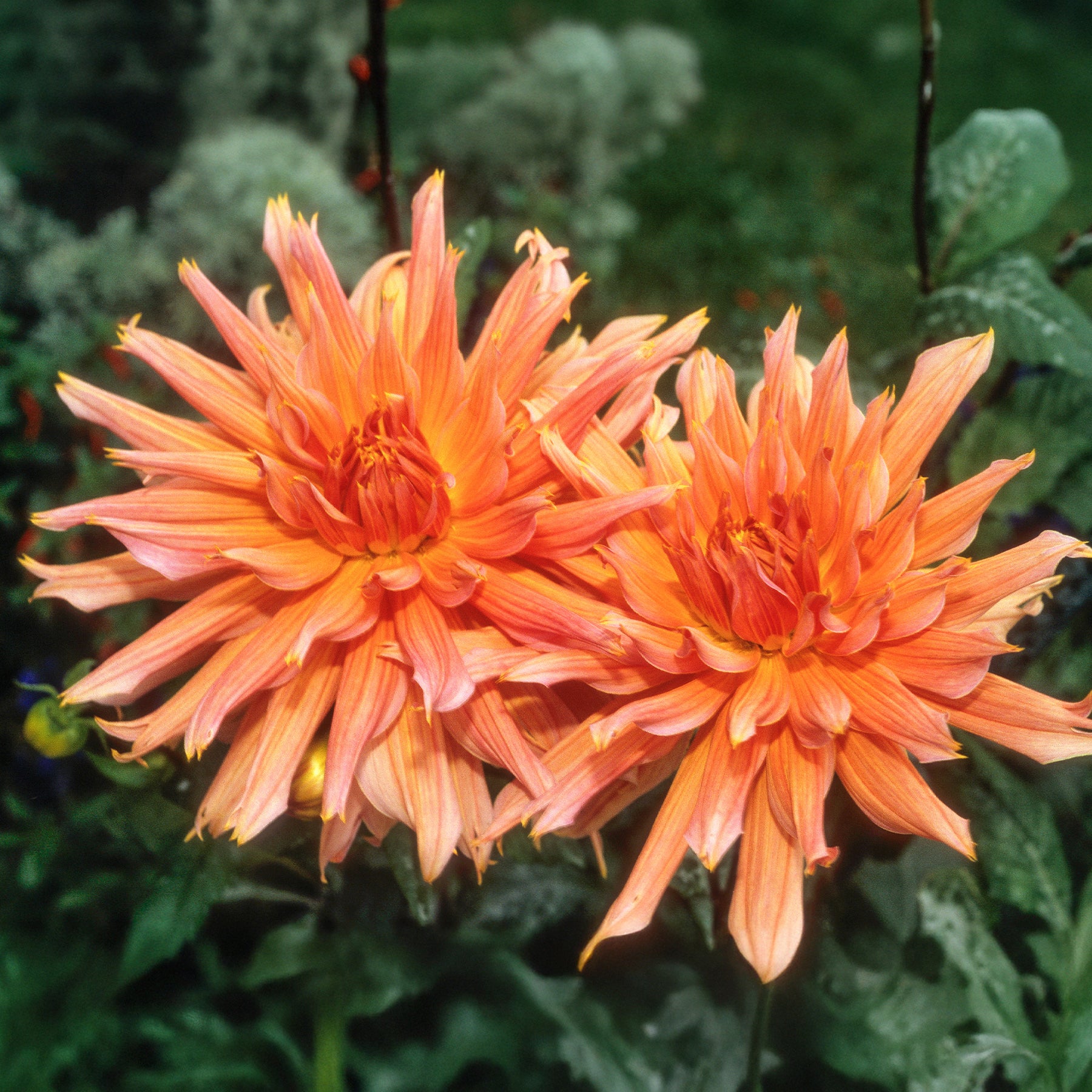 Dahlia Omega - Dahlia cactus Omega - Dahlia