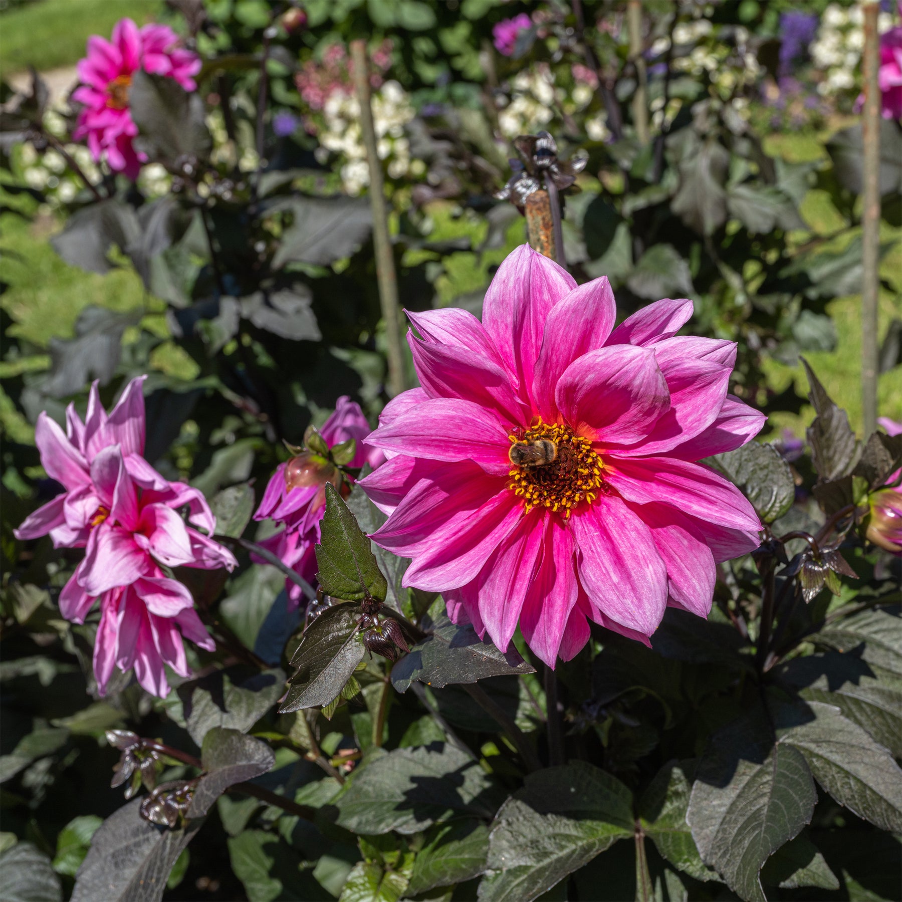 Dahlia Fascination - Dahlia Fascination - Dahlia