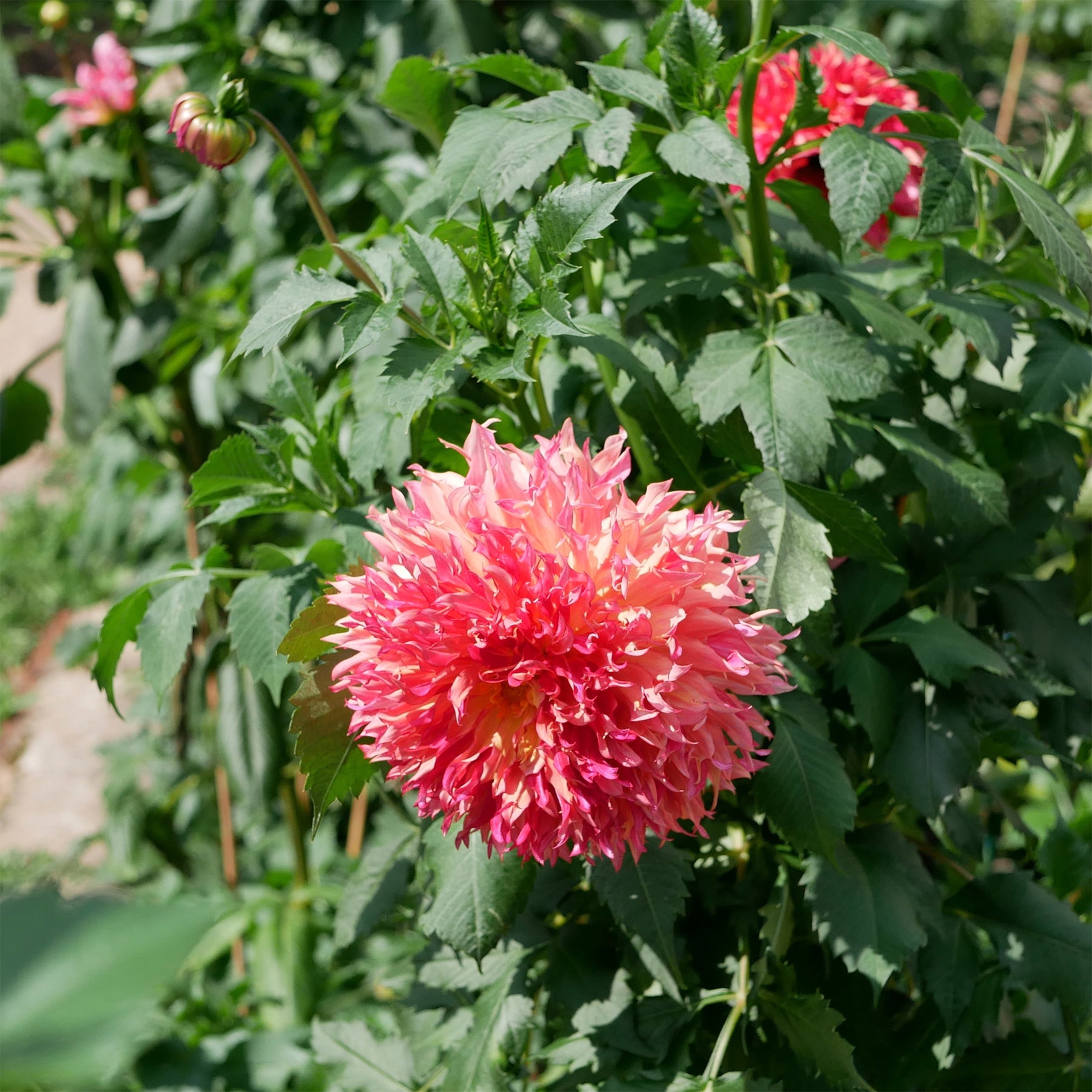 Dahlia fubuki Myrtle's Folly - Dahlia Fubuki Myrtle's Folly - Dahlia