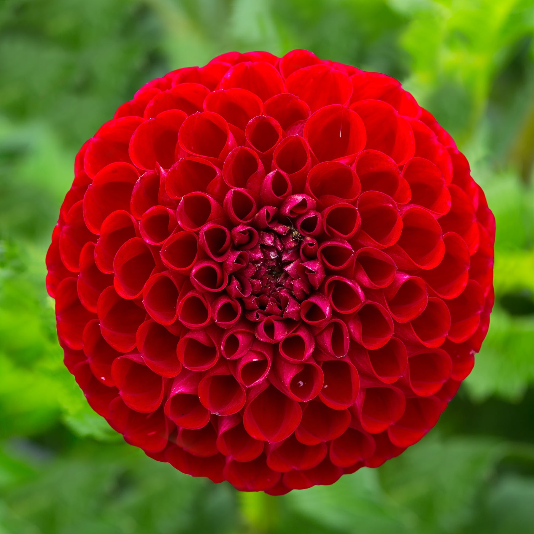 Dahlia Cornel - Dahlia Ball Cornel - Dahlia