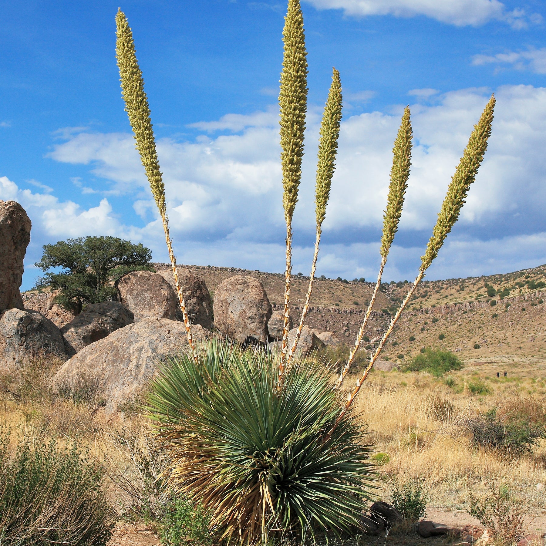 Dasylirion wheeleri - Dasylirion wheeleri - Yuccas