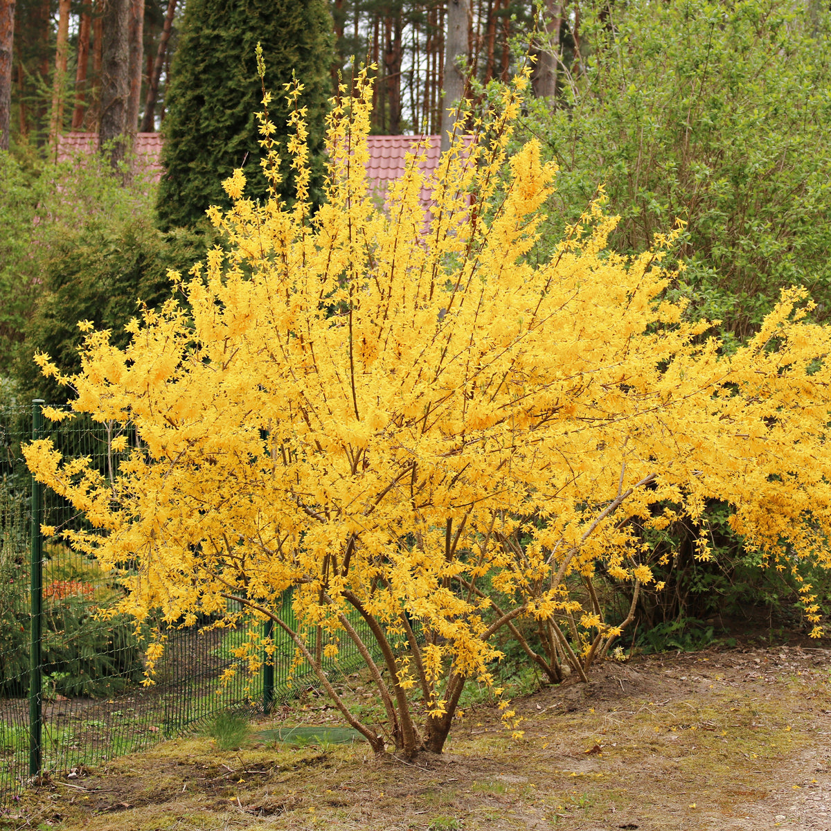 Forsythia Lynwood Gold - Forsythia x intermedia Lynwood Gold - Willemse