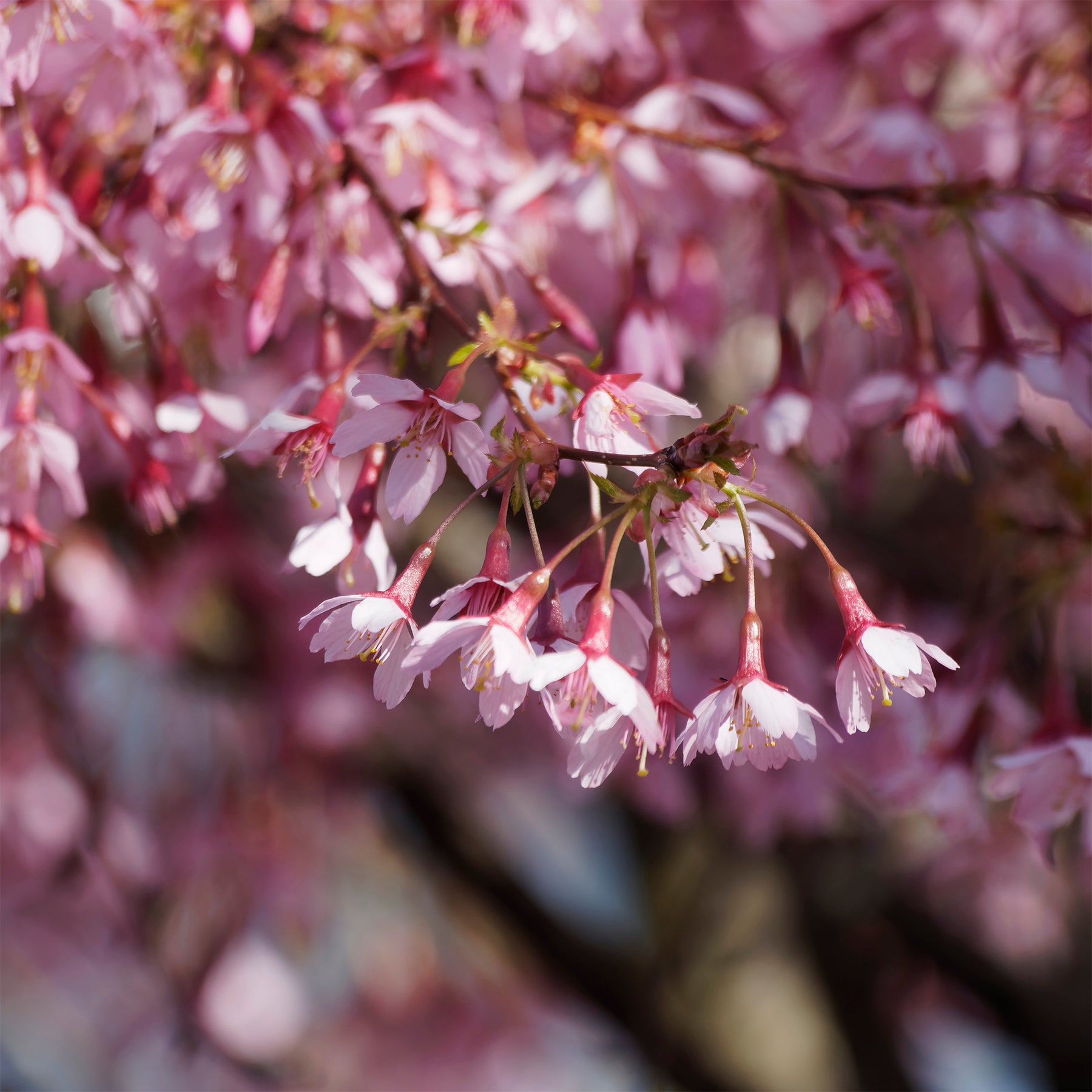 Prunus incisa Paean - Cerisier à fleur du Japon nain Paean - Cerisier du japon